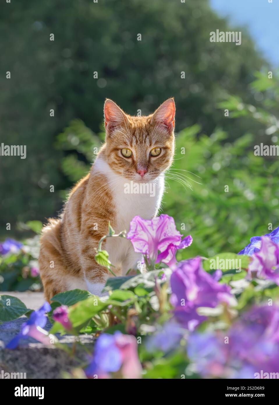 Adorable chat, tabby rouge avec blanc, assis au milieu de belle fleur Morning-Glory couleur Purpel, Ipomoea Banque D'Images