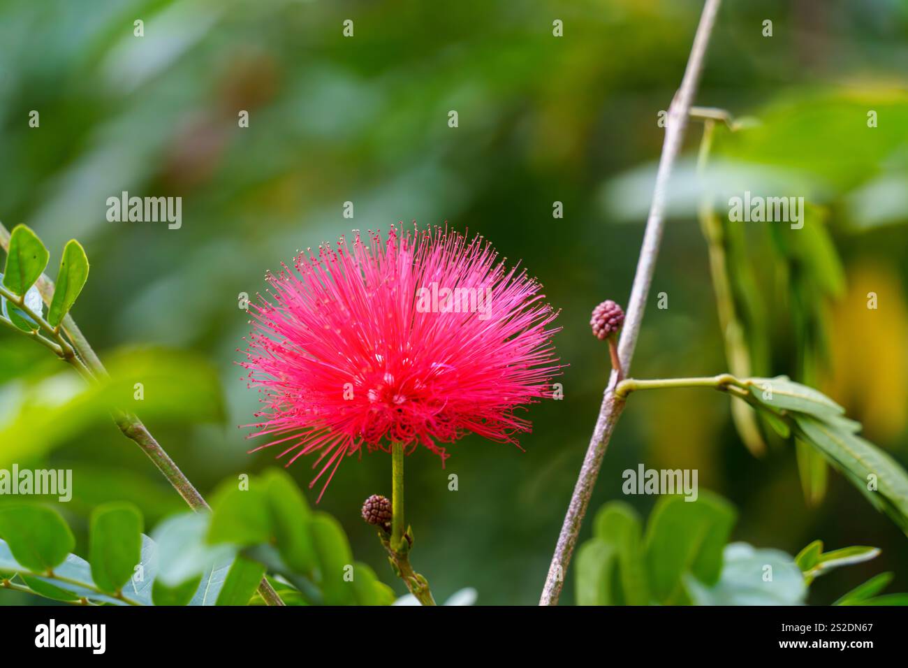 une seule fleur rouge rose avec détail Banque D'Images