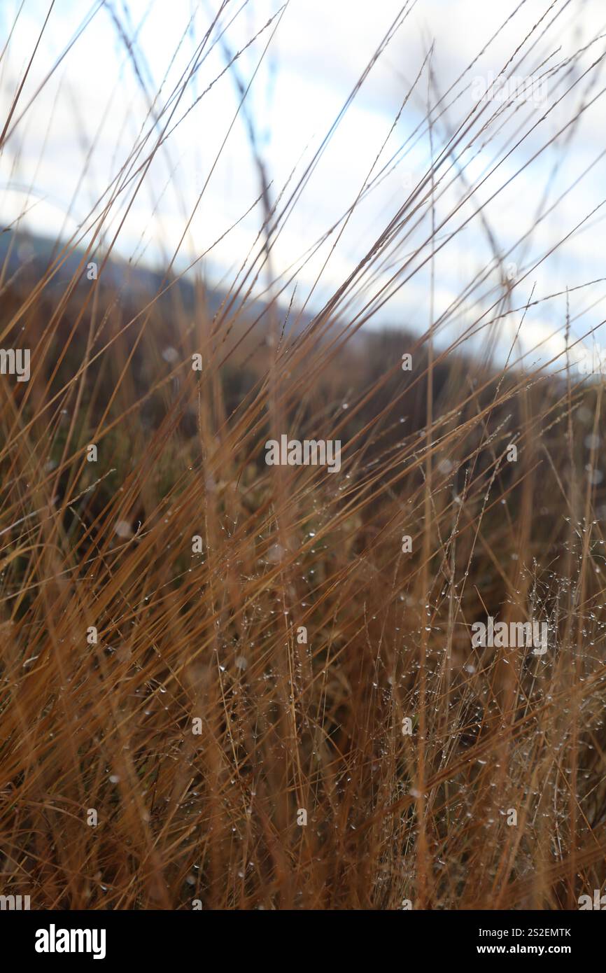 Image floue d'un marais graminées et de roseaux dans un champ au Royaume-Uni. Banque D'Images