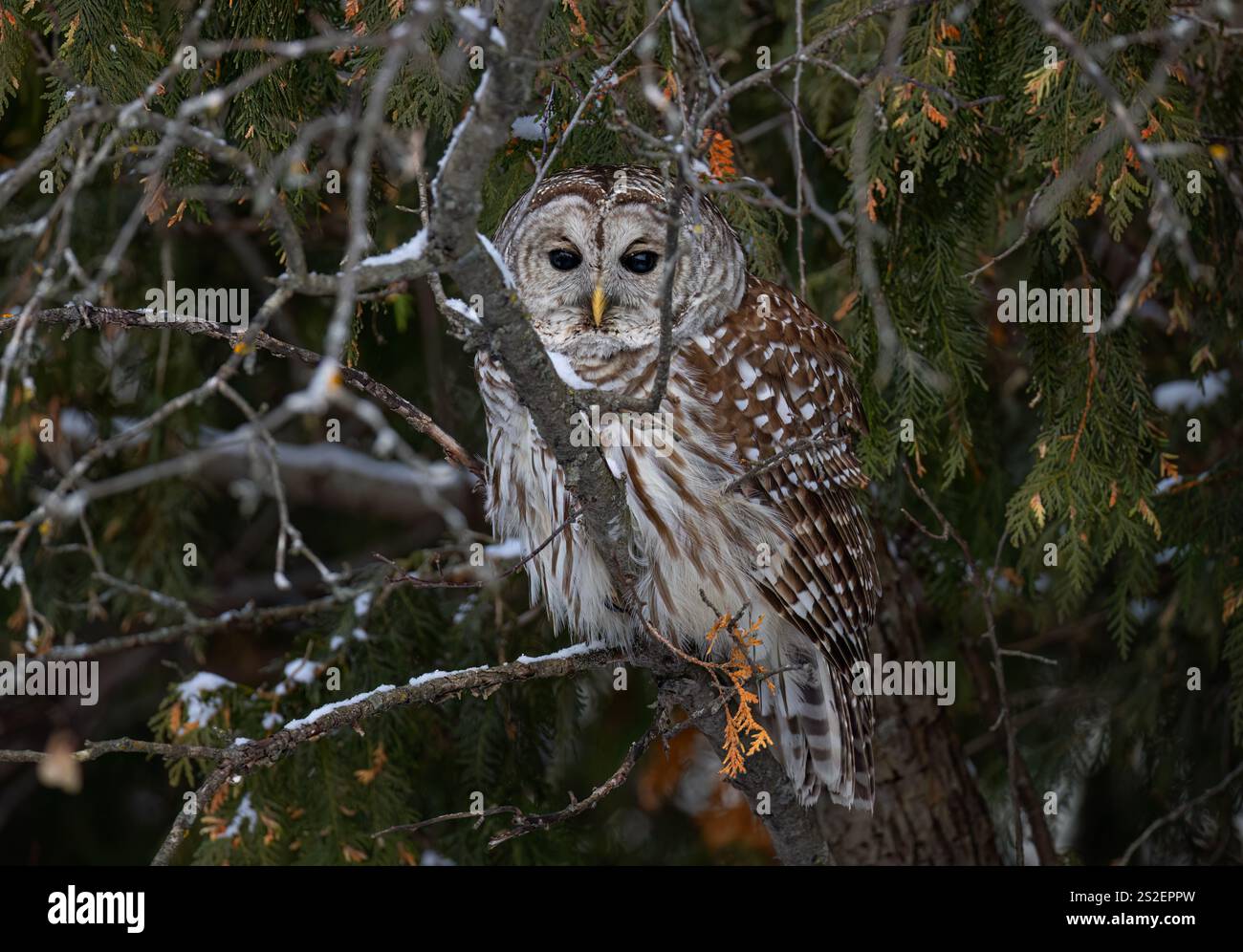 Chouette barrée (Strix varia) perchée dans un cèdre de la forêt d'hiver au Canada Banque D'Images