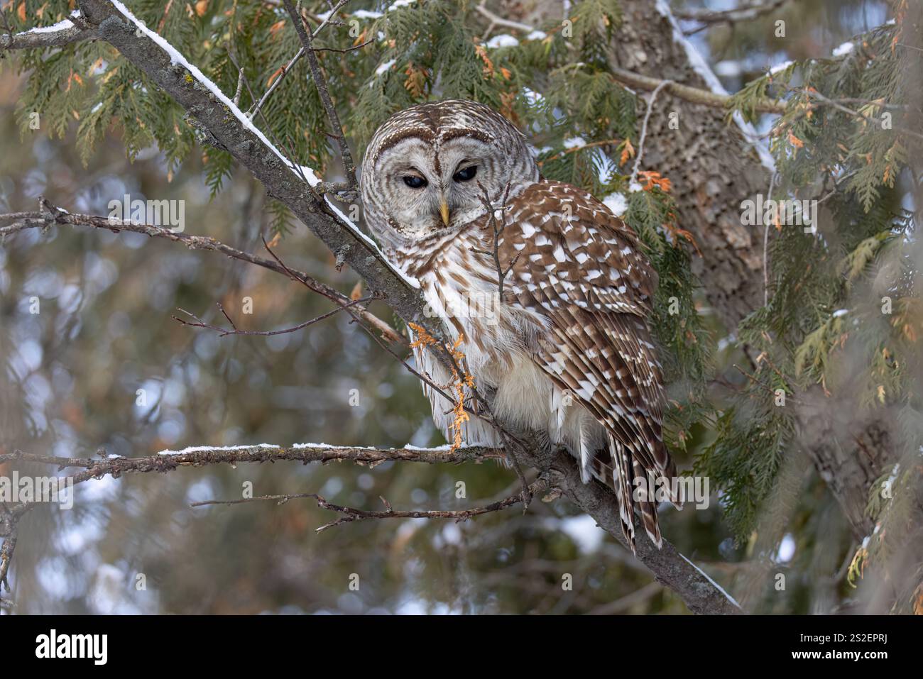 Chouette barrée (Strix varia) perchée dans un cèdre de la forêt d'hiver au Canada Banque D'Images