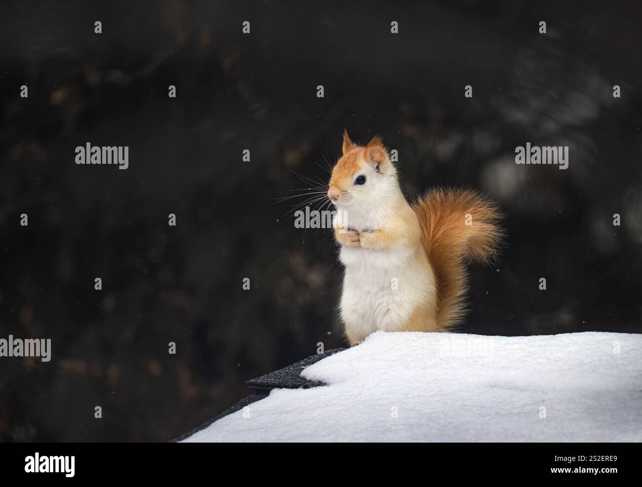 Écureuil blanc (écureuil rouge leuciste) sur un toit par un froid matin d'hiver au Canada Banque D'Images