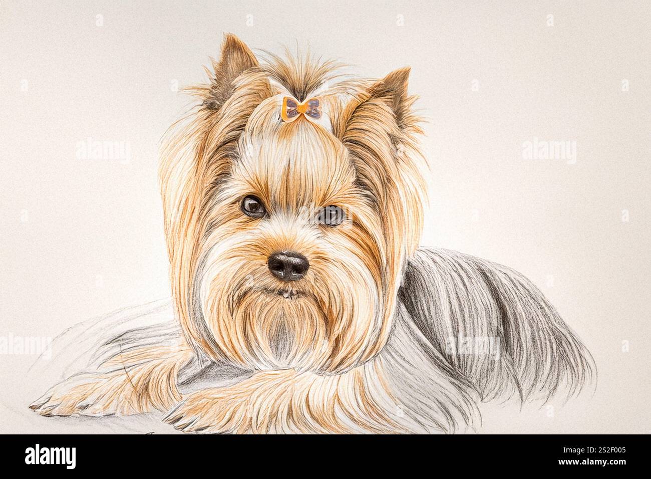 Dessin d'un Yorkshire Terrier, macro, sur fond clair Banque D'Images