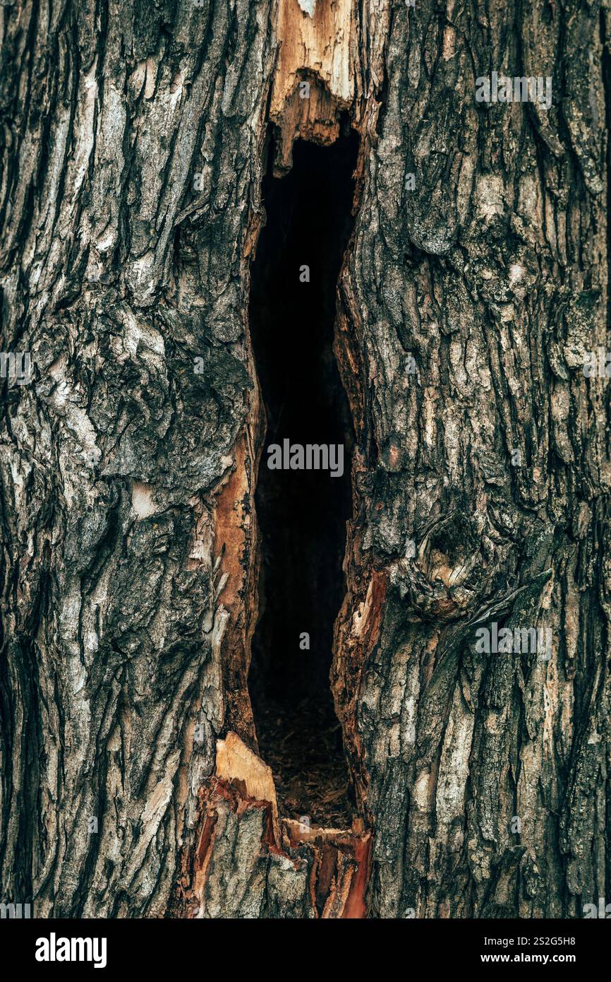 Trou dans un vieux tronc d'arbre, image verticale Banque D'Images