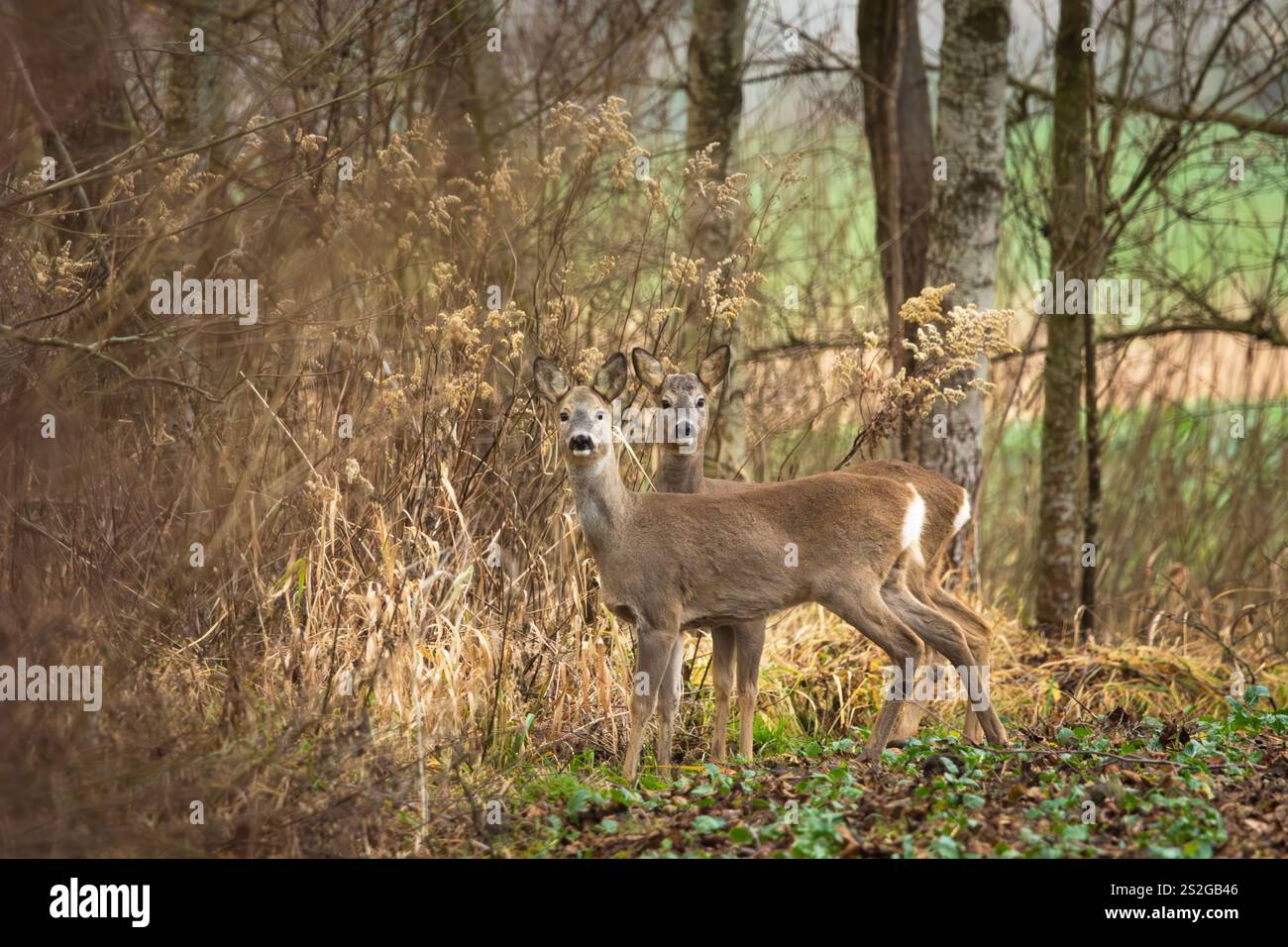 Une paire de chevreuils dans les buissons, dans l'est de la Pologne Banque D'Images