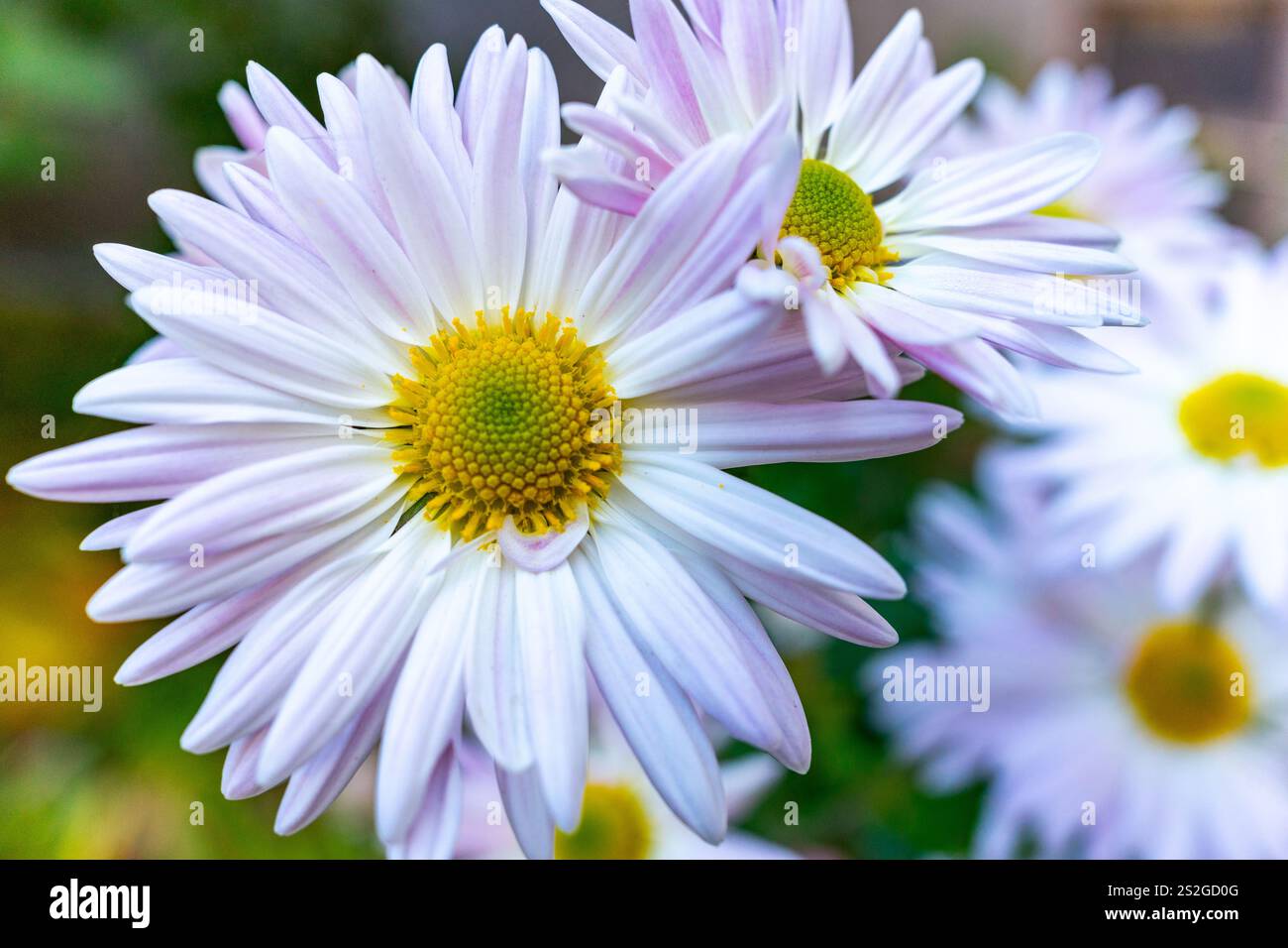 Les marguerites violettes vibrantes avec des centres jaune vif sont en pleine floraison, mettant en valeur leurs beaux pétales. Ce jardin capture l'essence du printemps avec un Banque D'Images