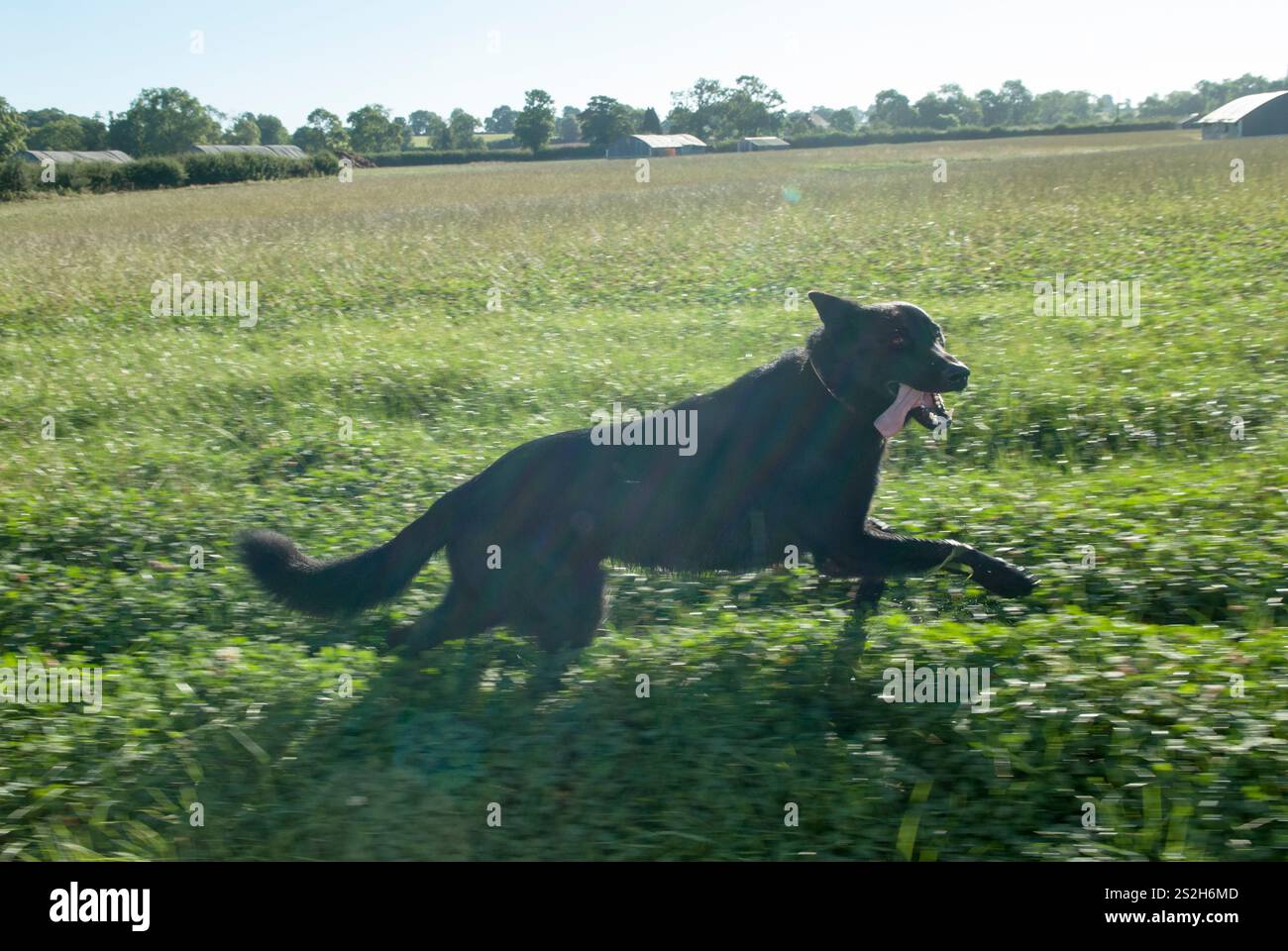 Un meilleur ami du Mans. Chien de ferme courir à côté d'un véhicule de ferme, 2010s UK. Fosse Meadows Farm, Leicestershire Angleterre 2016 HOMER SYKES Banque D'Images