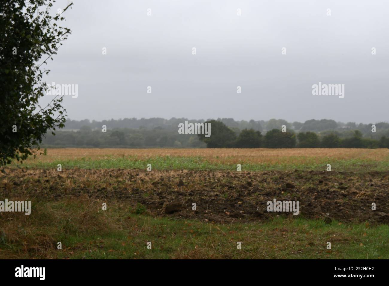 champ de suffolk et arbres en automne Banque D'Images