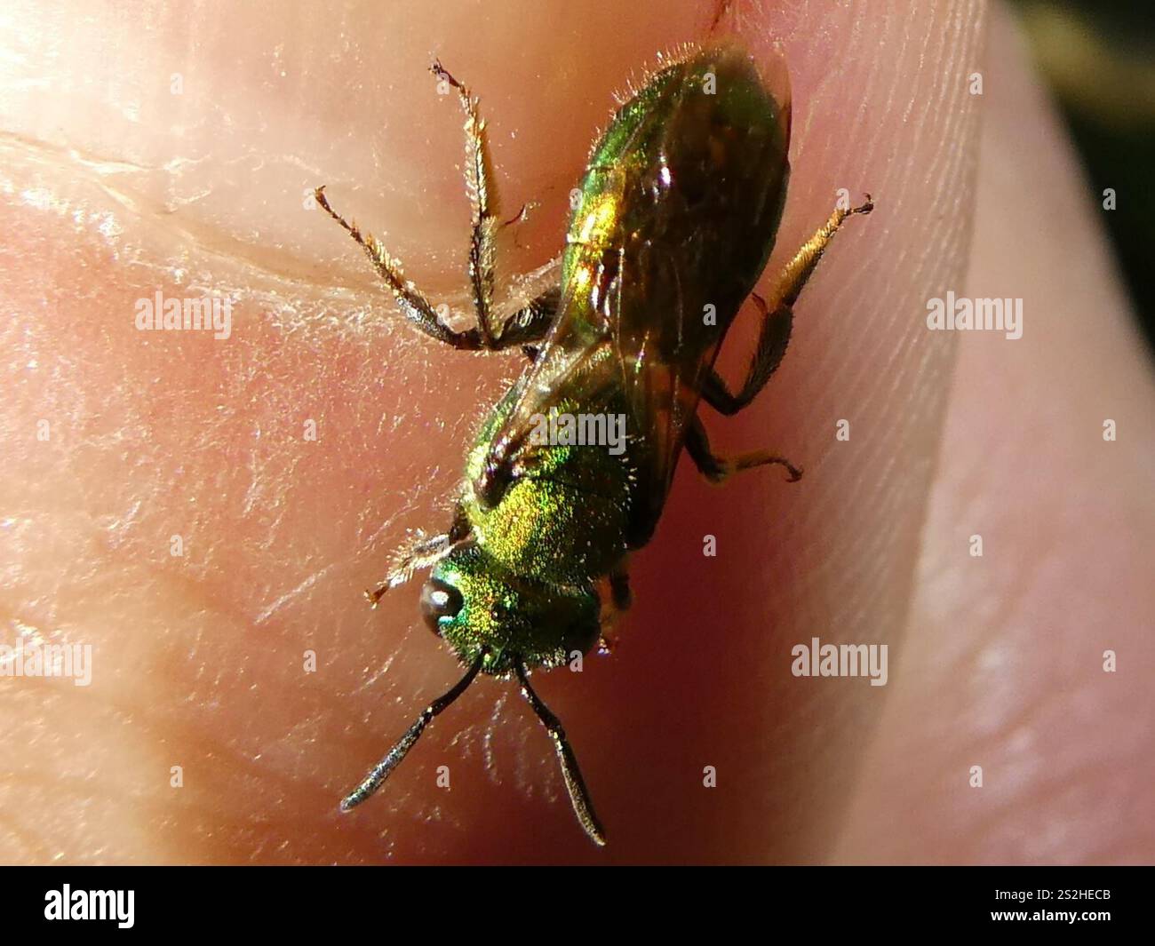 Abeille sueur verte pure (Augochlora pura) Banque D'Images