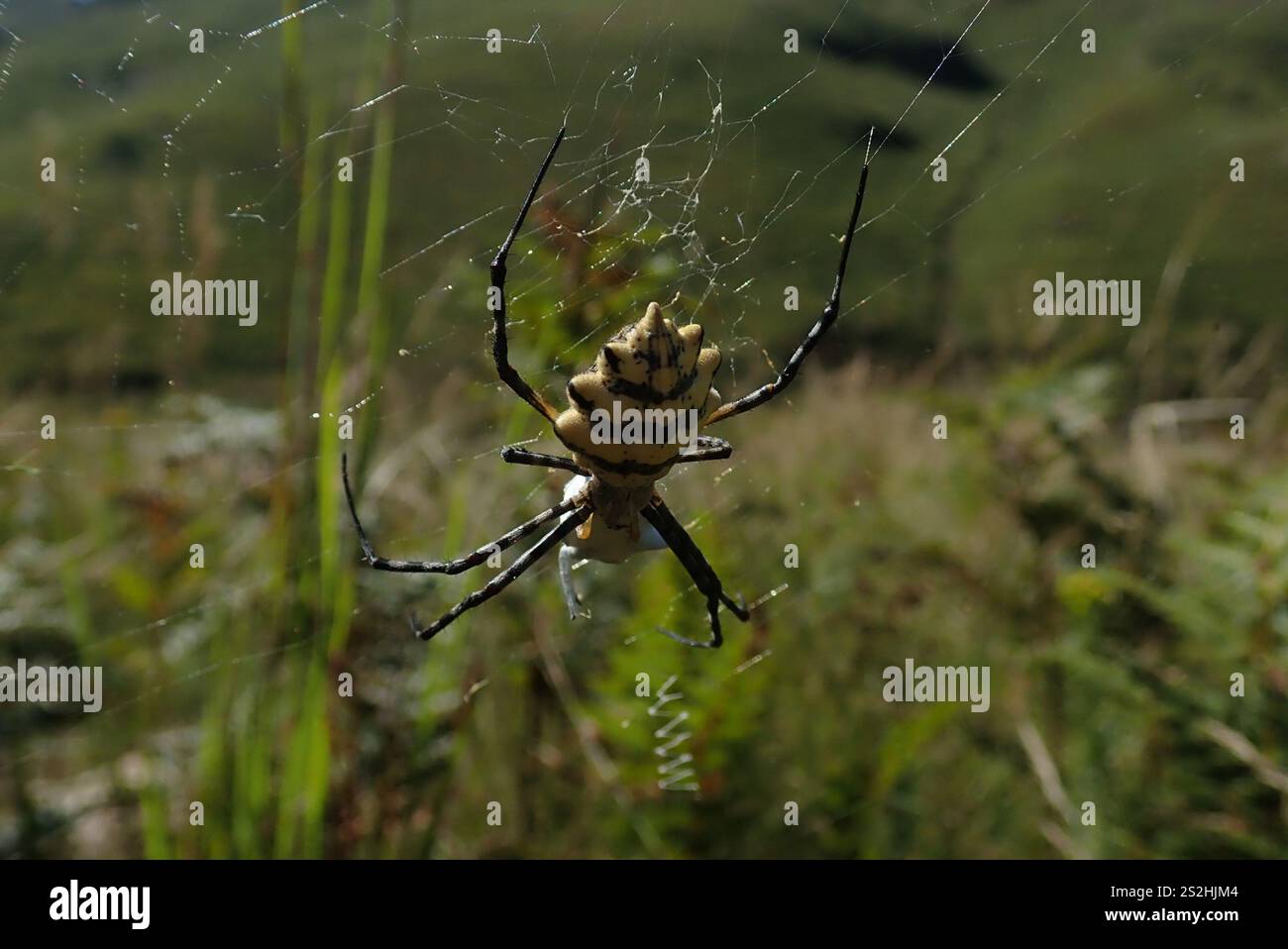 Araignée Orbweb de jardin commune (Argiope australis) Banque D'Images