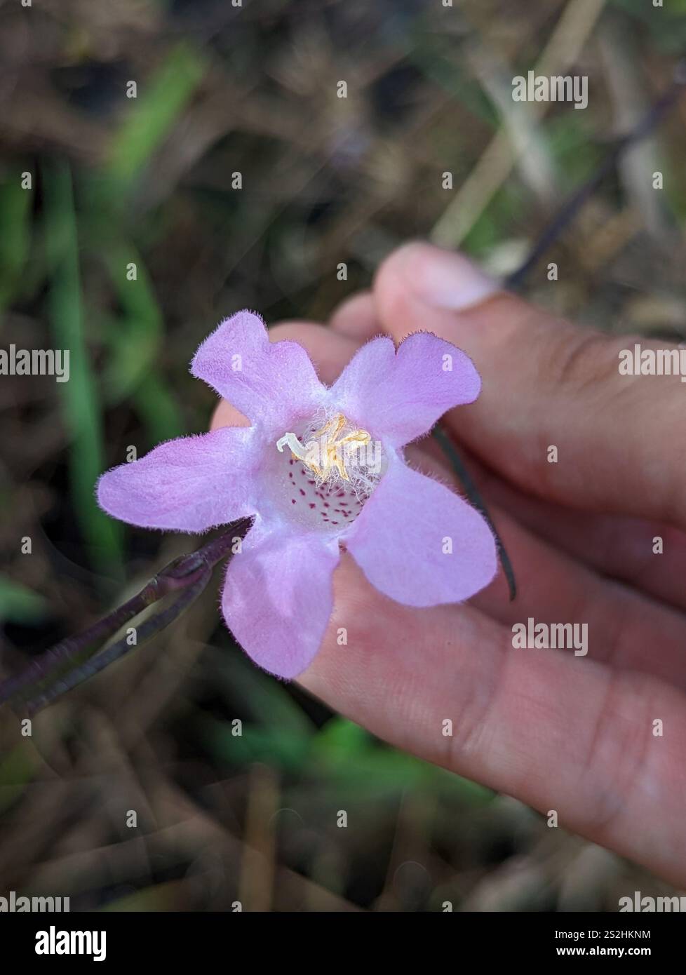 Flaxleaf False Foxglove (Agalinis linifolia) Banque D'Images