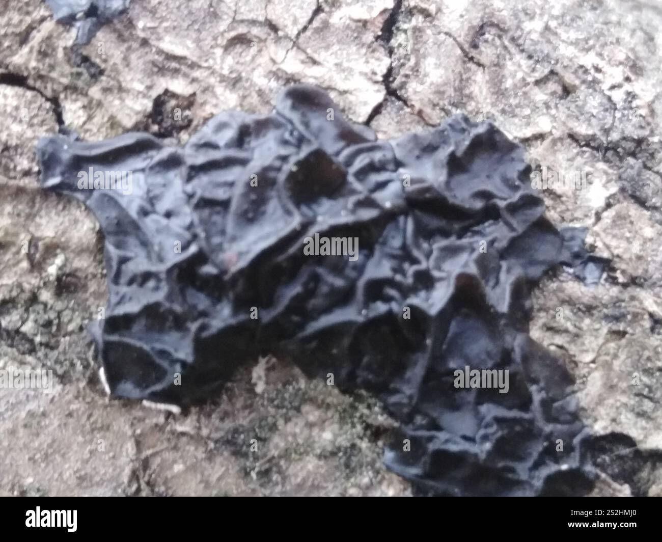 Beurre de Warlock (Exidia nigricans) Banque D'Images