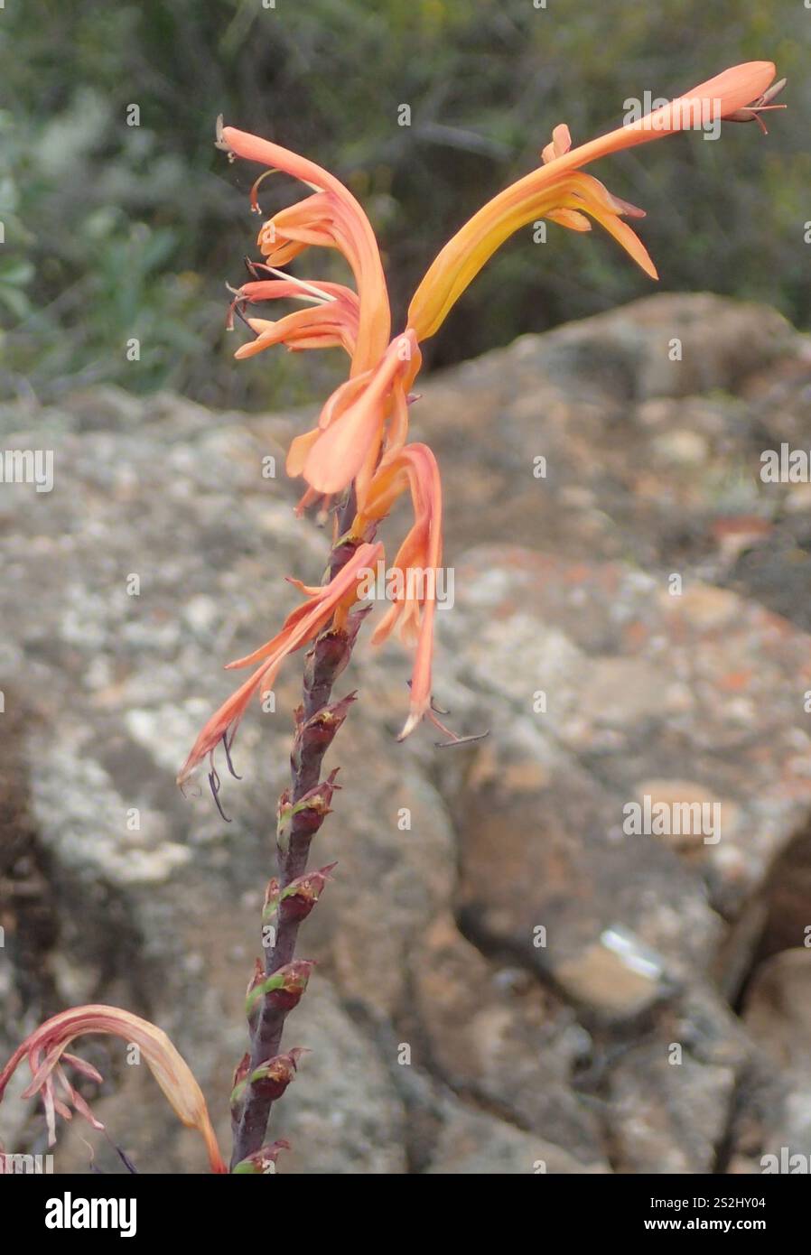 Drapeau africain (Chasmanthe floribunda) Banque D'Images