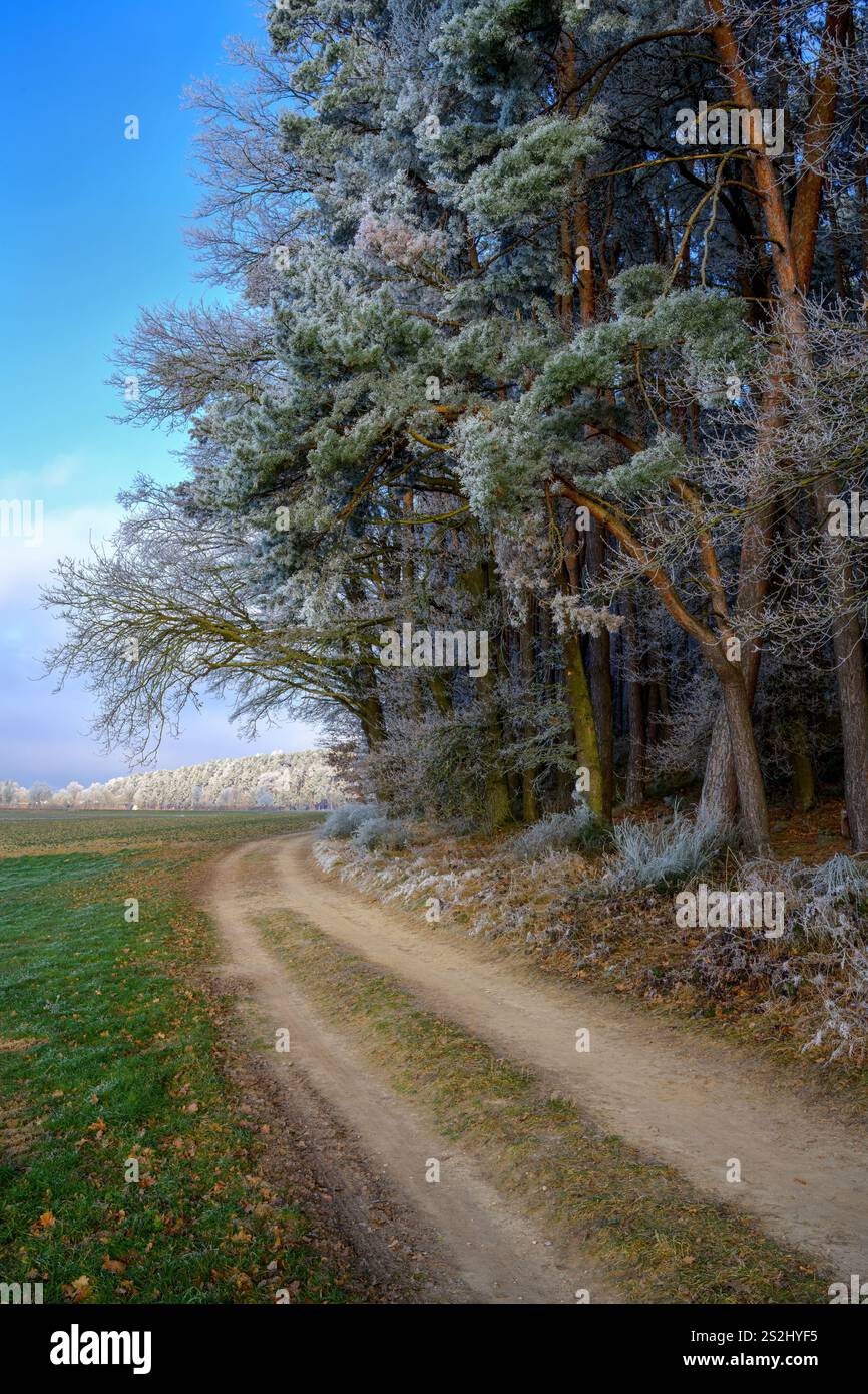 Chemin de terre le long d'arbres givrés à la lisière d'une forêt vue à Schrobenhausen (Bavière, Allemagne) Banque D'Images