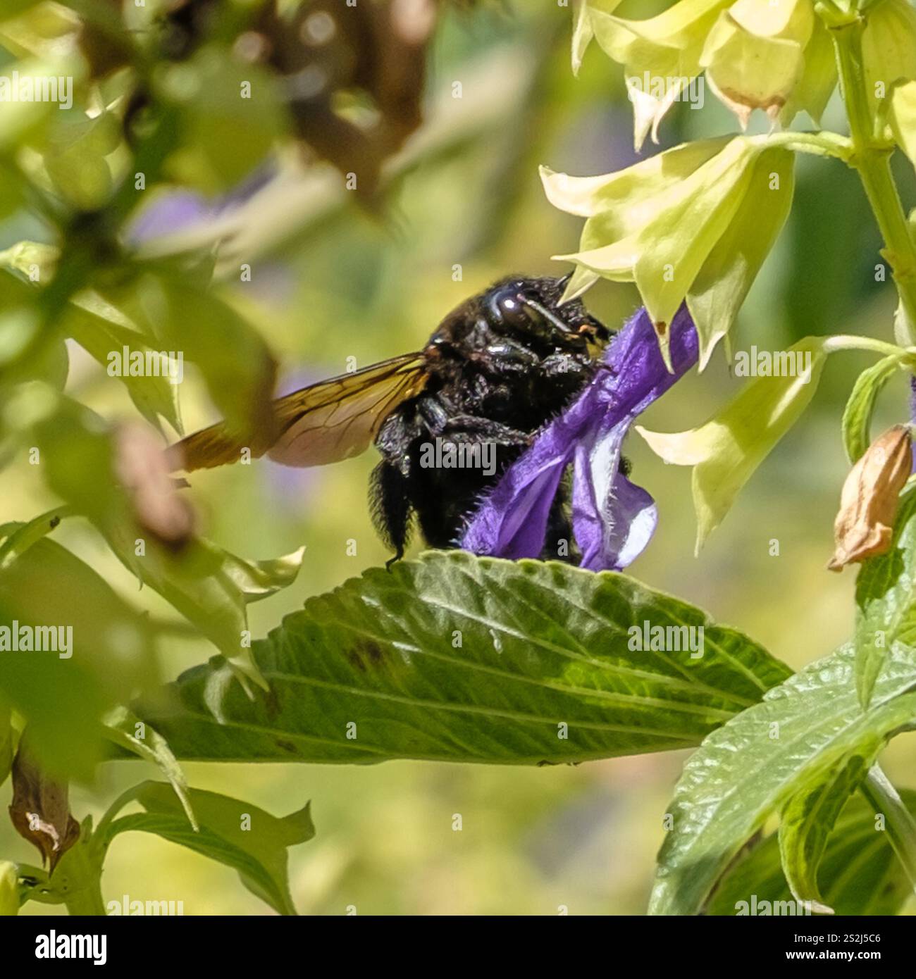 Abeille charpentier de la vallée (Xylocopa sonorina) Banque D'Images