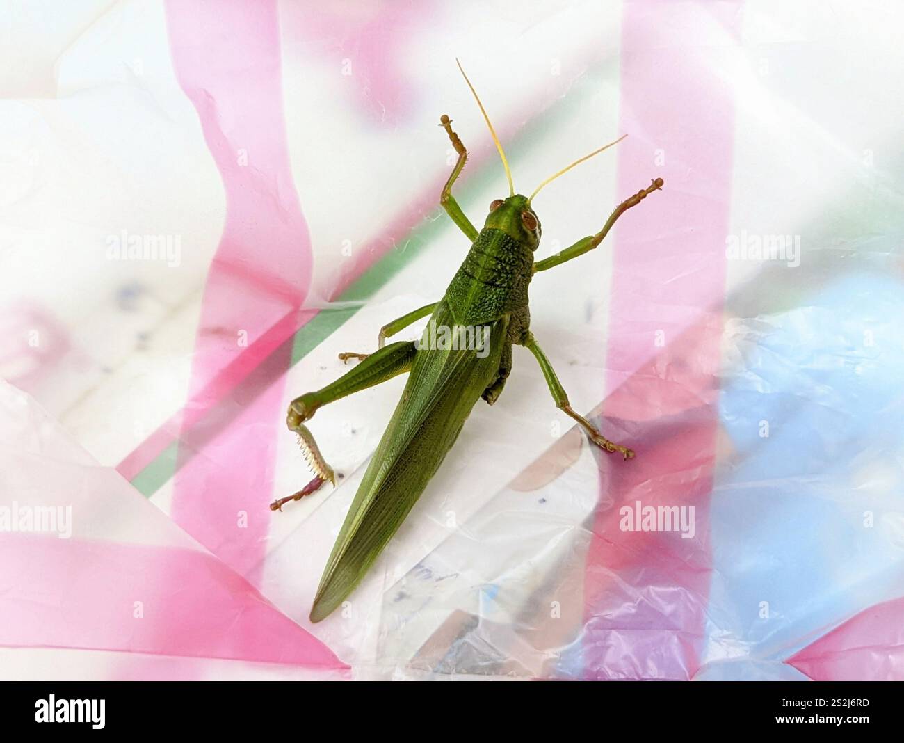 Grande sauterelle verte (Chondracris rosea) Banque D'Images