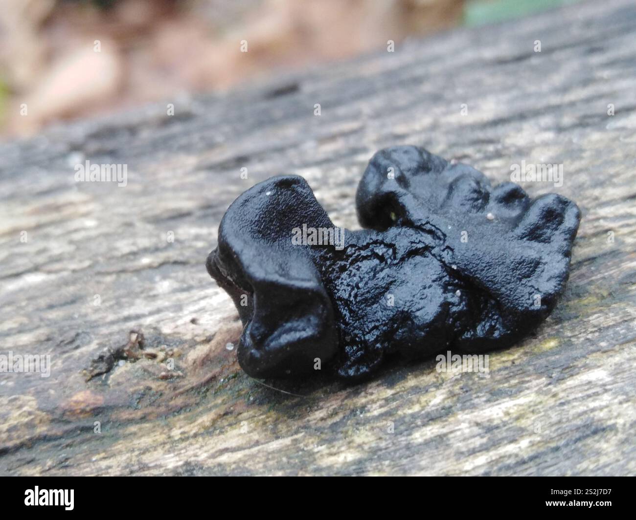 Beurre de Warlock (Exidia nigricans) Banque D'Images
