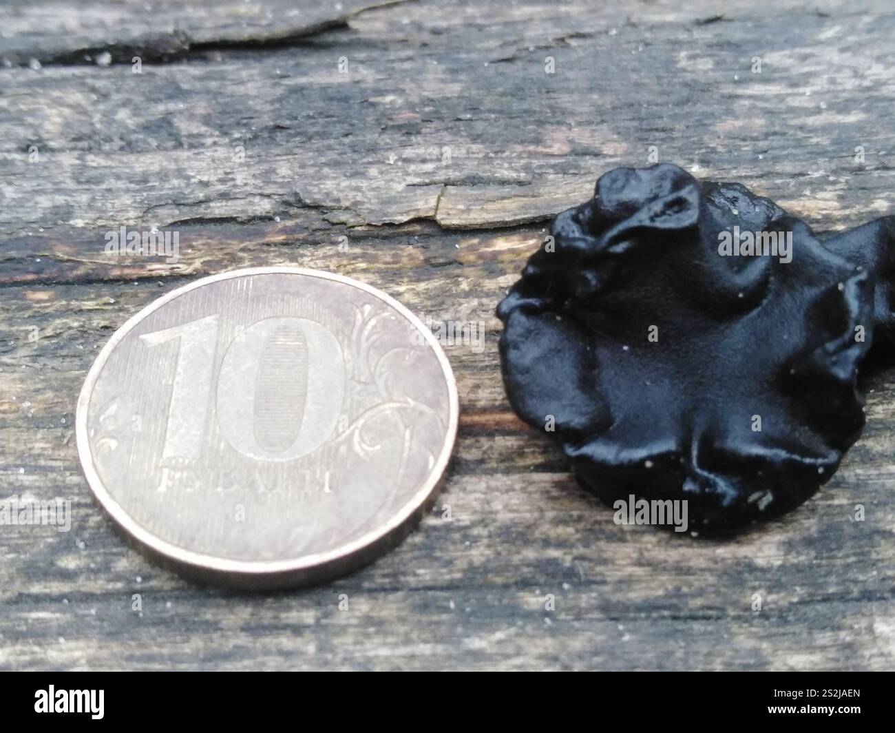 Beurre de Warlock (Exidia nigricans) Banque D'Images