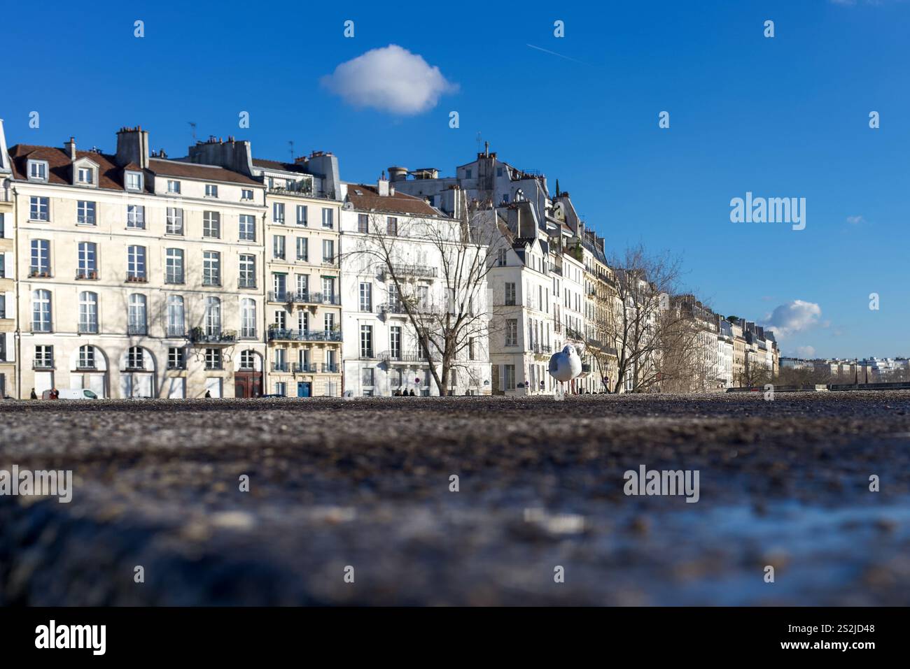Paris, France, 01.03.2025. Une mouette assise sur un mur avec en arrière-plan des appartements français typiques sur une journée d'hiver ensoleillée Banque D'Images