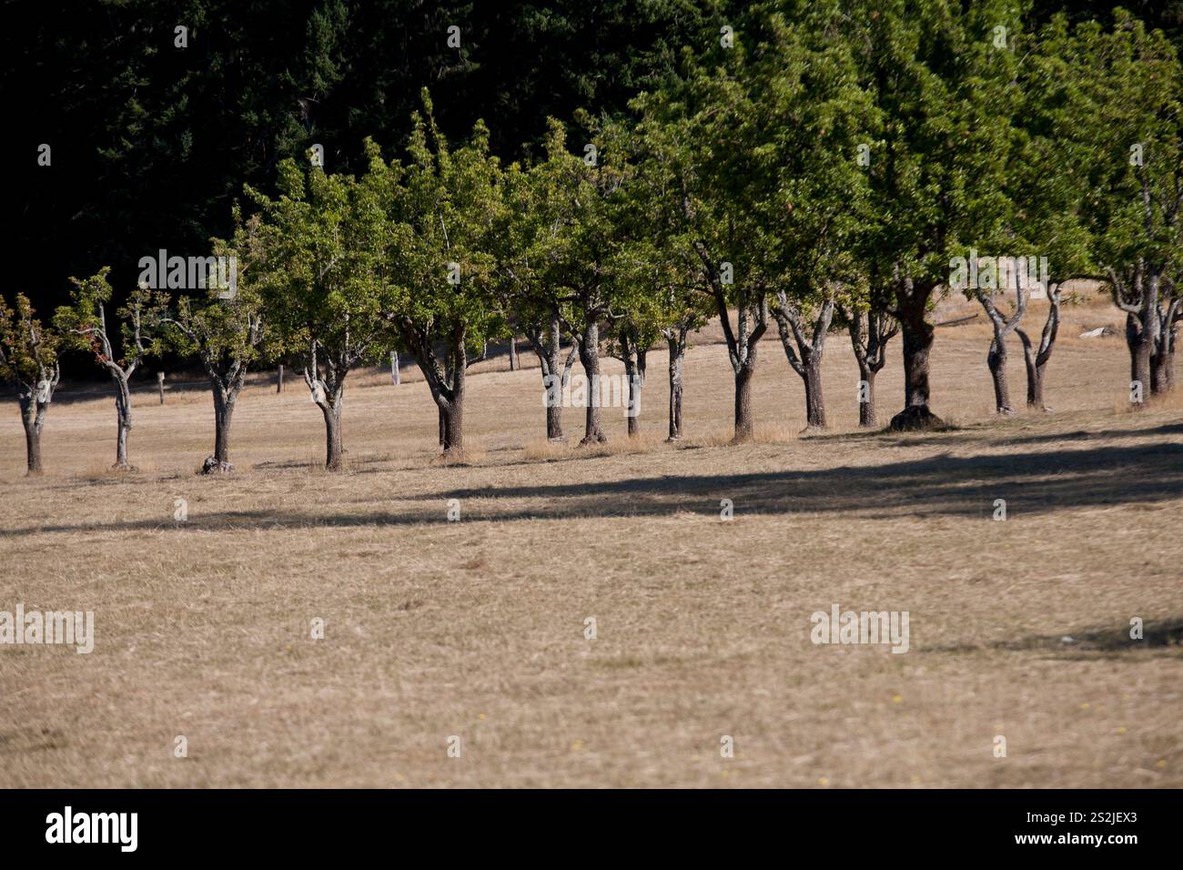 Un vieux verger dans un paysage sec Banque D'Images