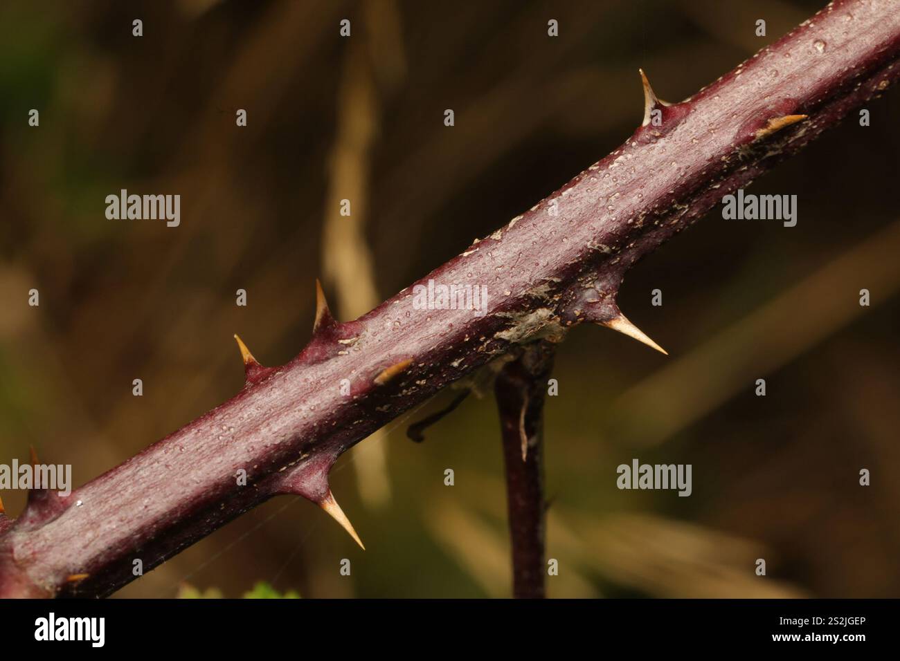 Mûre arménienne (Rubus armeniacus) Banque D'Images