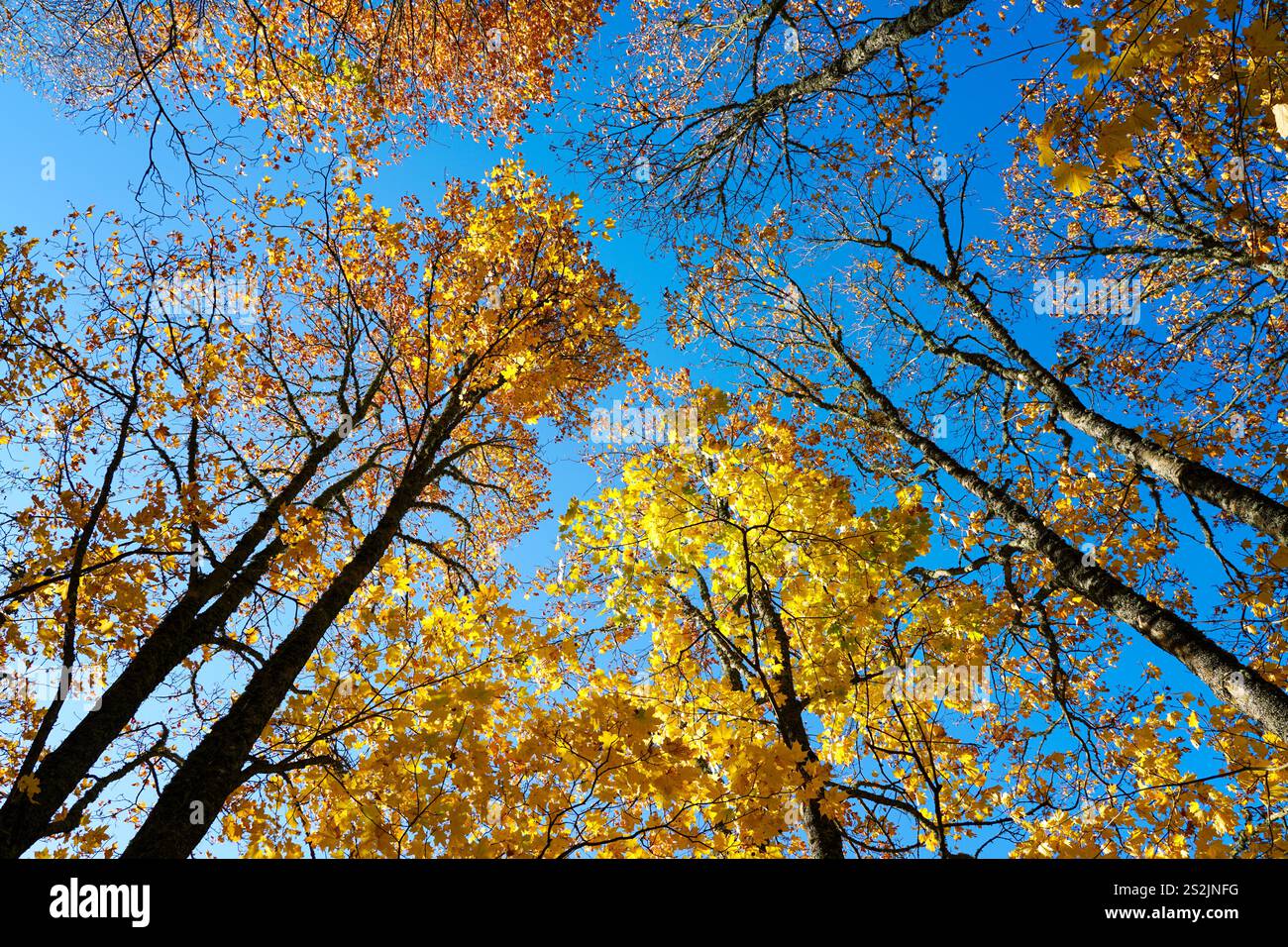Cimes des arbres avec feuillage jaune vif en automne contre un ciel bleu, vue de dessous en haut Banque D'Images