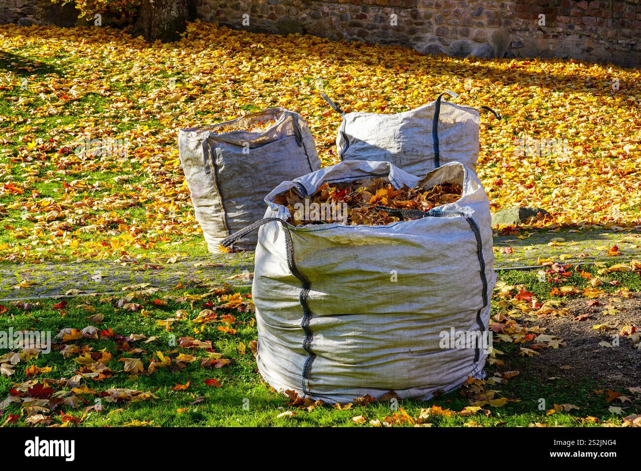 Grands sacs pleins de feuilles mortes, feuilles mortes dans de grands sacs industriels en polypropylène blanc, sacs en PP Banque D'Images