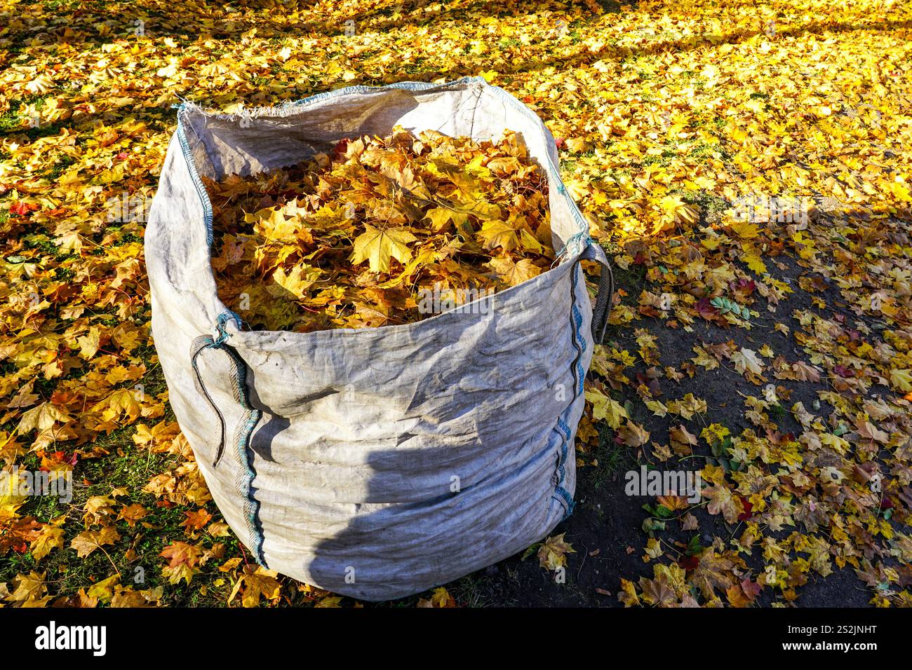 Grand sac plein de feuilles mortes, feuilles mortes dans de grands sacs industriels en polypropylène blanc, sacs PP Banque D'Images