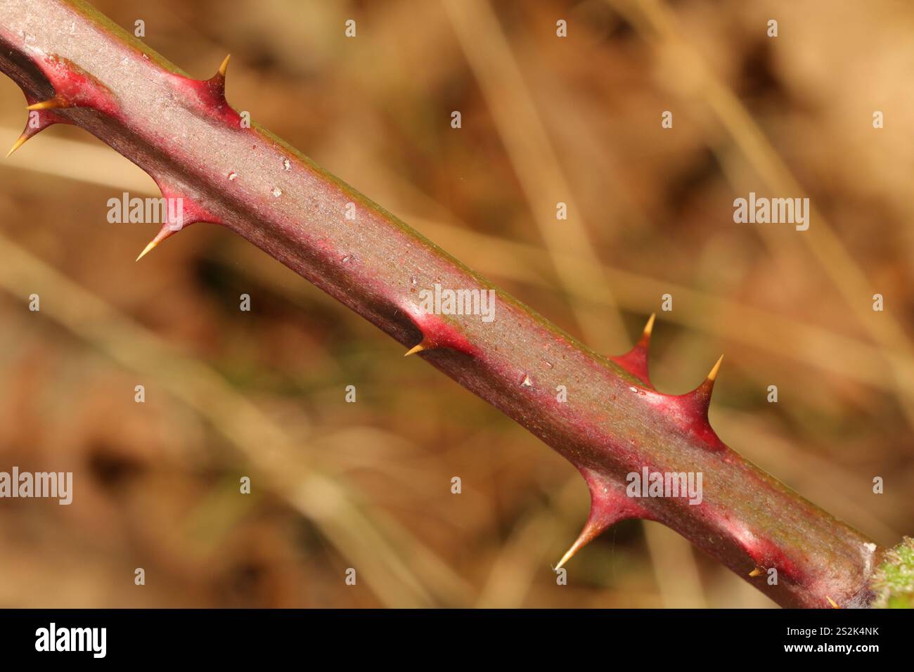 Mûre arménienne (Rubus armeniacus) Banque D'Images