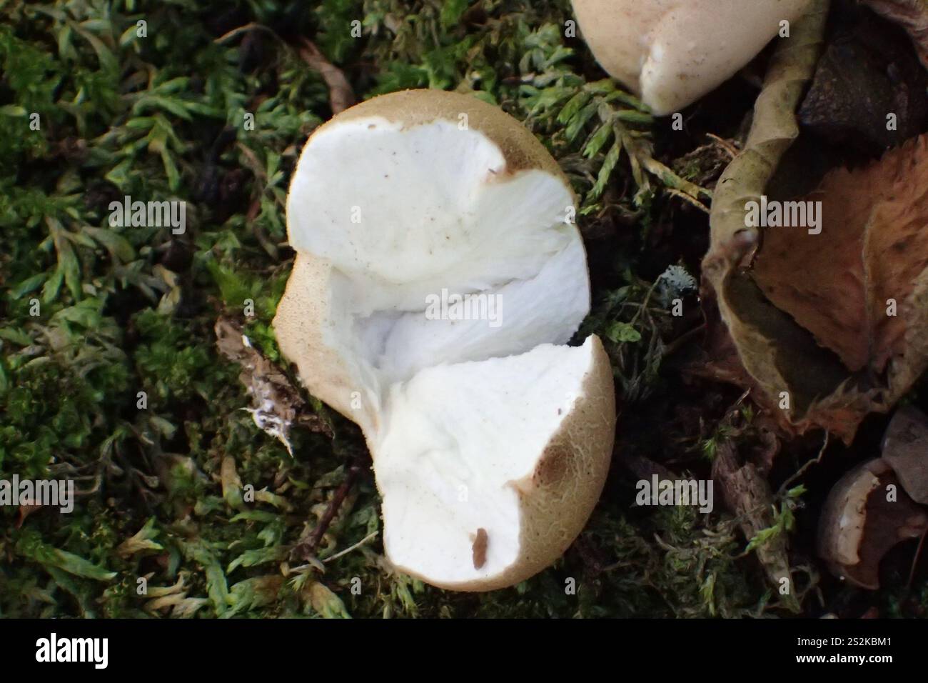 Poire (Apioperdon pyriforme) Banque D'Images