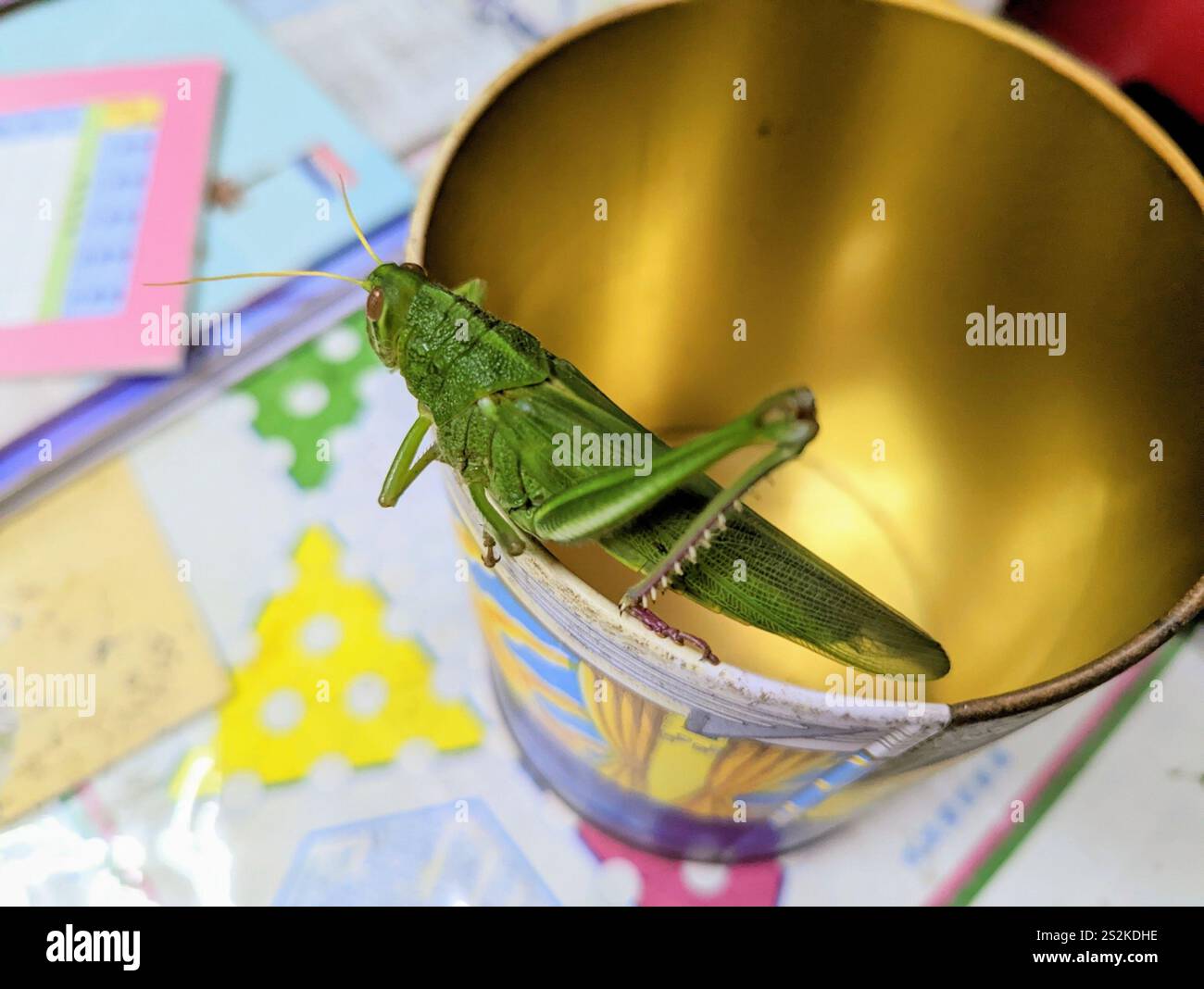 Grande sauterelle verte (Chondracris rosea) Banque D'Images