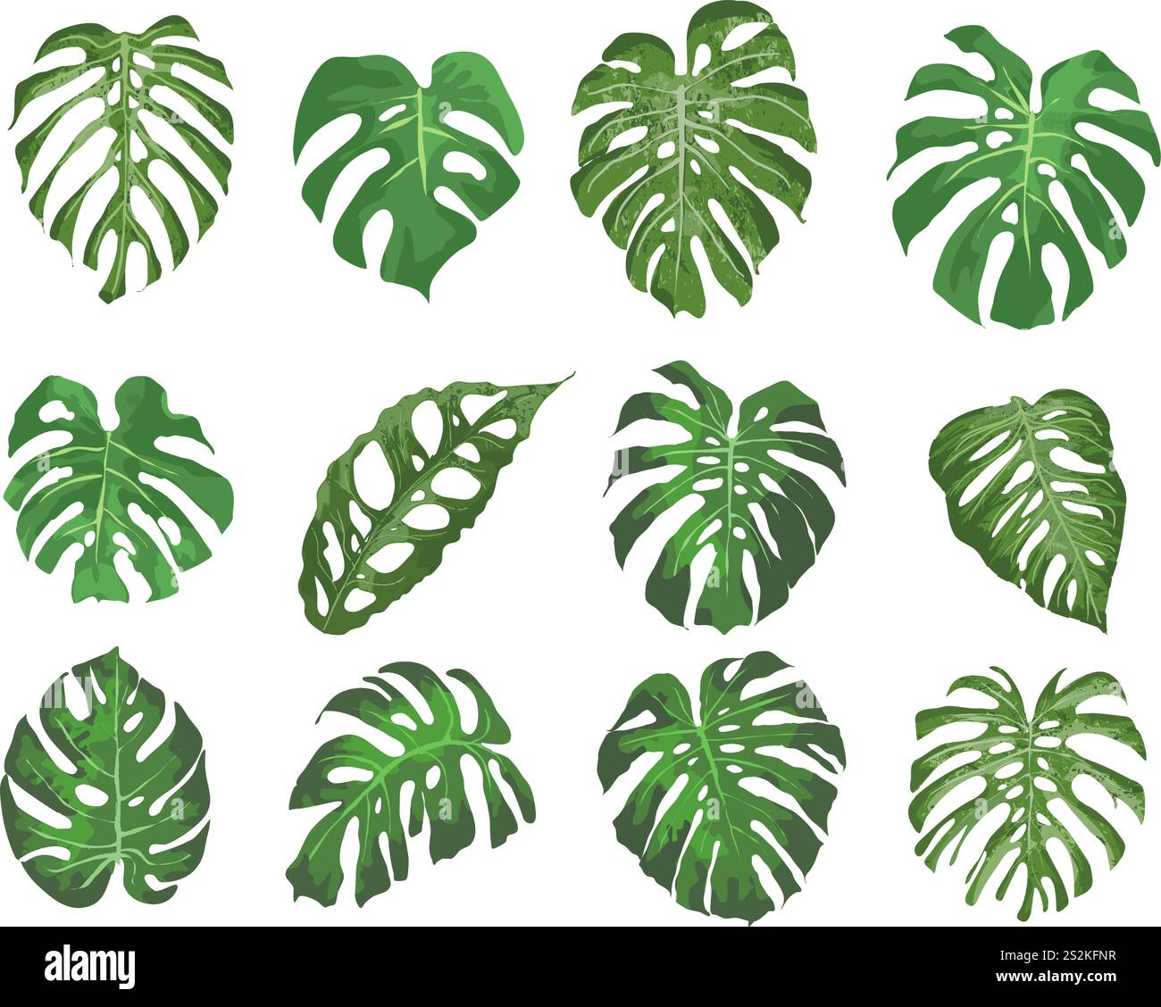 Monstera Leaves Set - illustration vectorielle Illustration de Vecteur