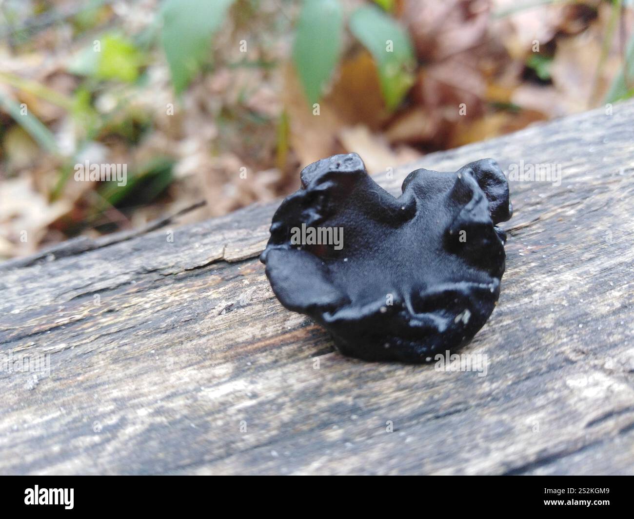 Beurre de Warlock (Exidia nigricans) Banque D'Images