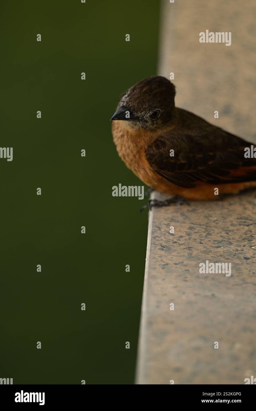 Petit oiseau brun dans un balcon Banque D'Images