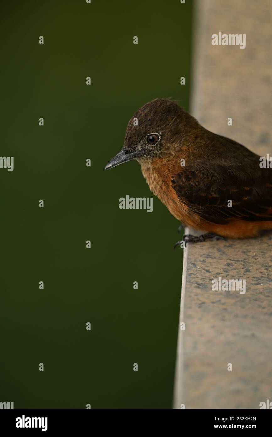 Petit oiseau brun dans un balcon Banque D'Images