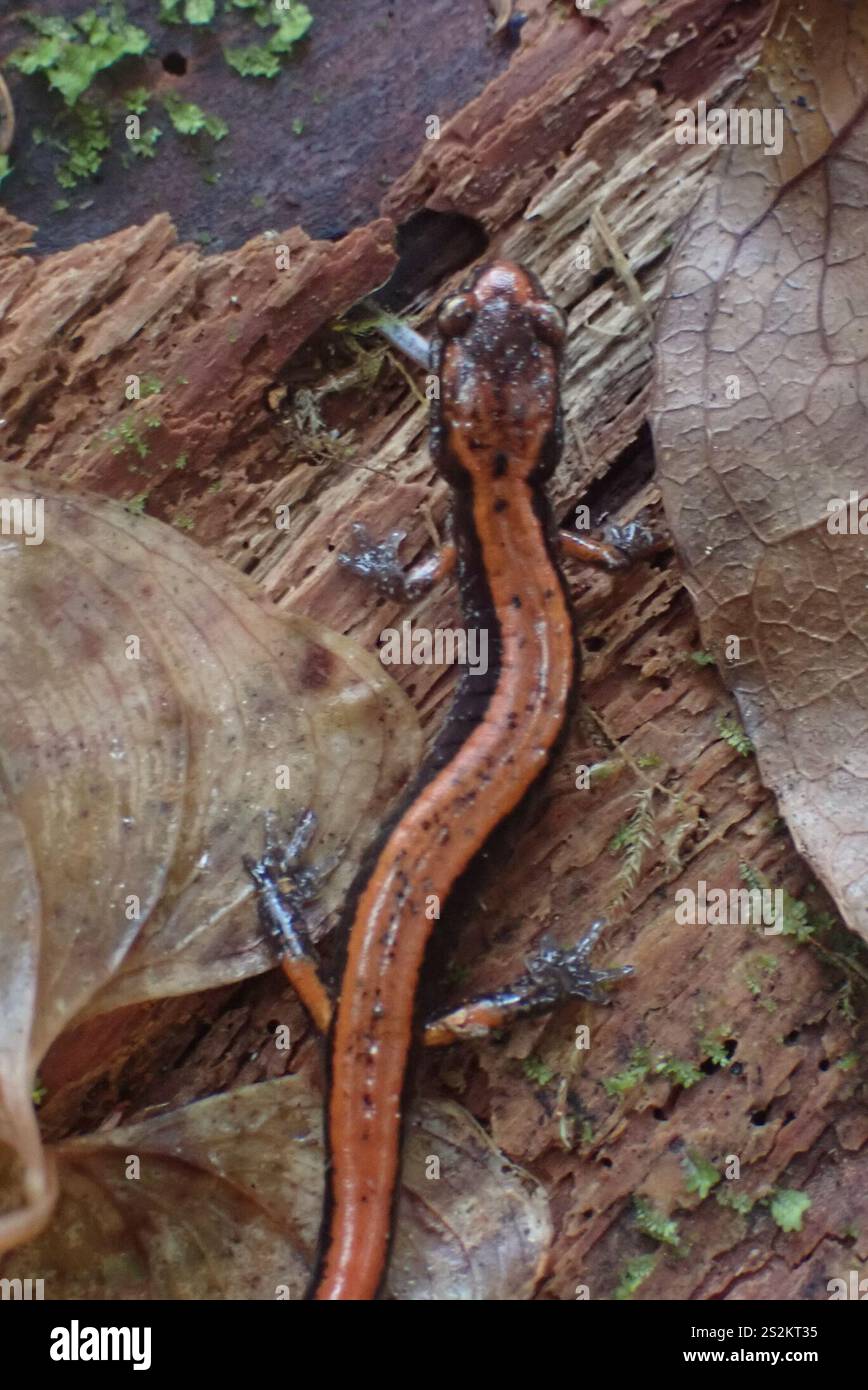 Salamandre (Plethodon vehiculum) Banque D'Images