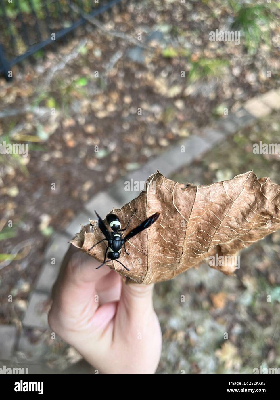 Guêpe de maçon à quatre dents (Monobia quadridens) Banque D'Images