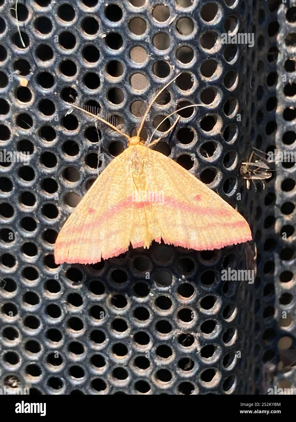 Teigne géomètre de l'aspersion (Haematopis grataria) Banque D'Images
