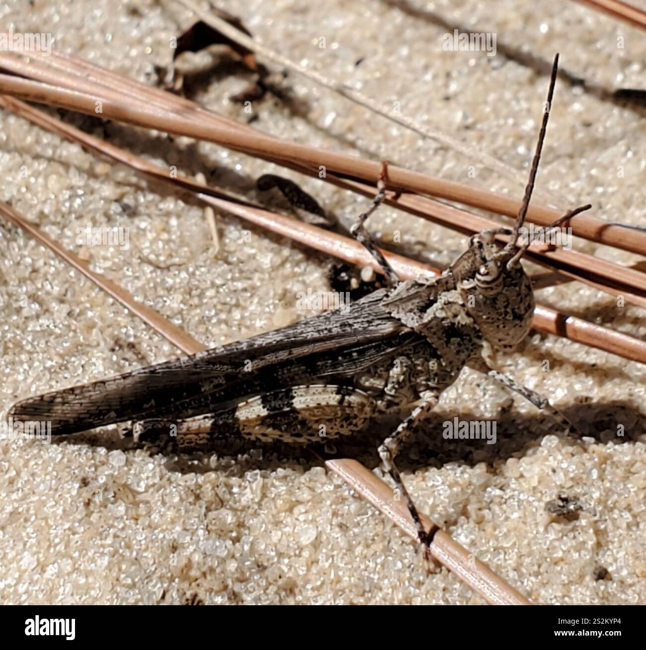 Sauterelle Longhorn Band-Wing (Psinidia fenestralis) Banque D'Images