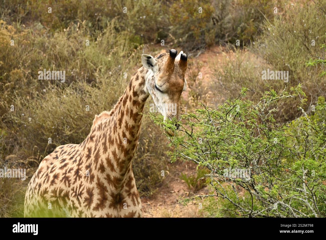 Girafe dans l'habitat sauvage de l'Afrique Banque D'Images