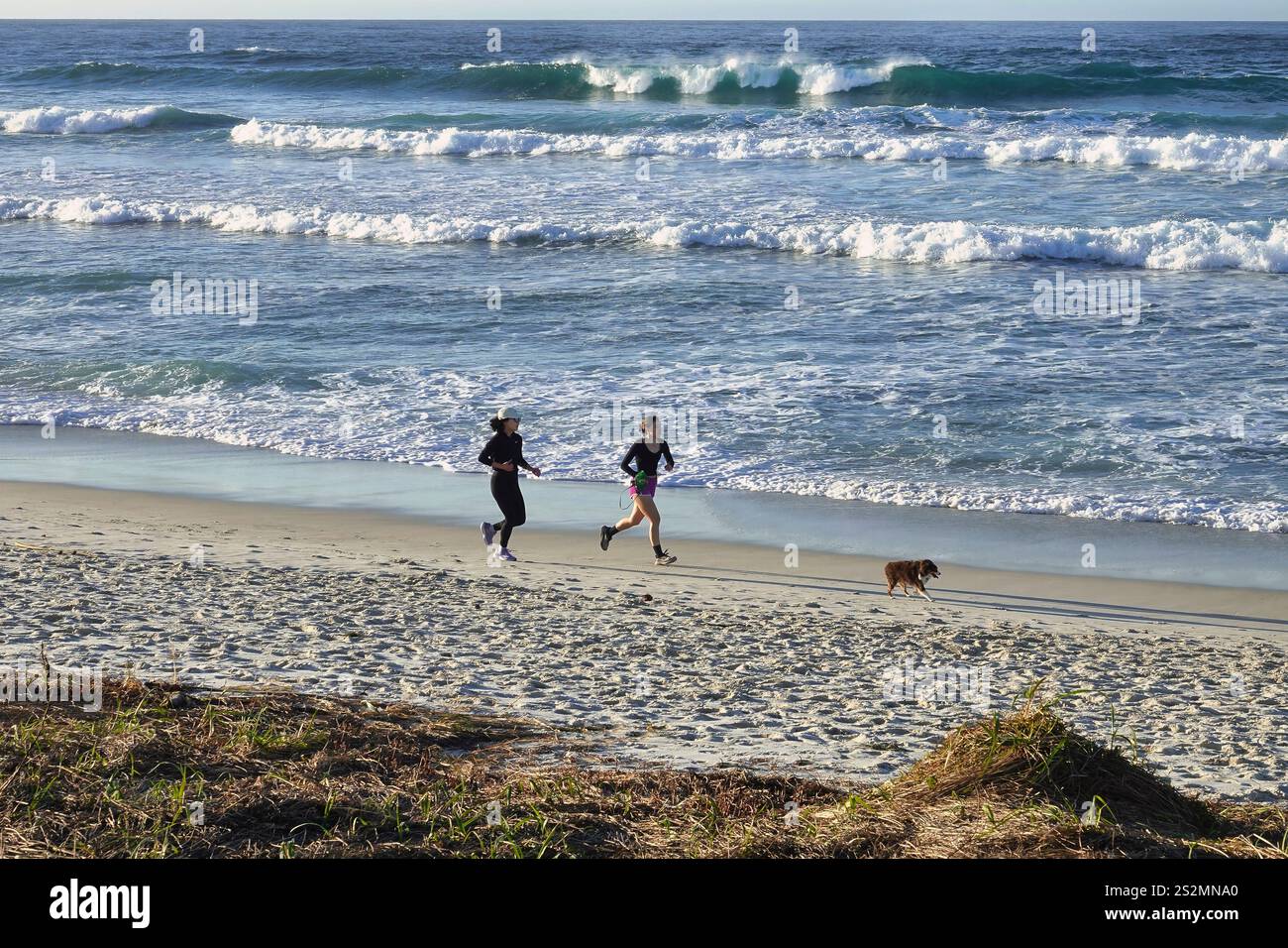 Pebble Beach, Californie, États-Unis. 6 janvier 2025 deux femmes joggeuses s'entraînent sur la plage d'Asilomar avec leur chien plomb Banque D'Images