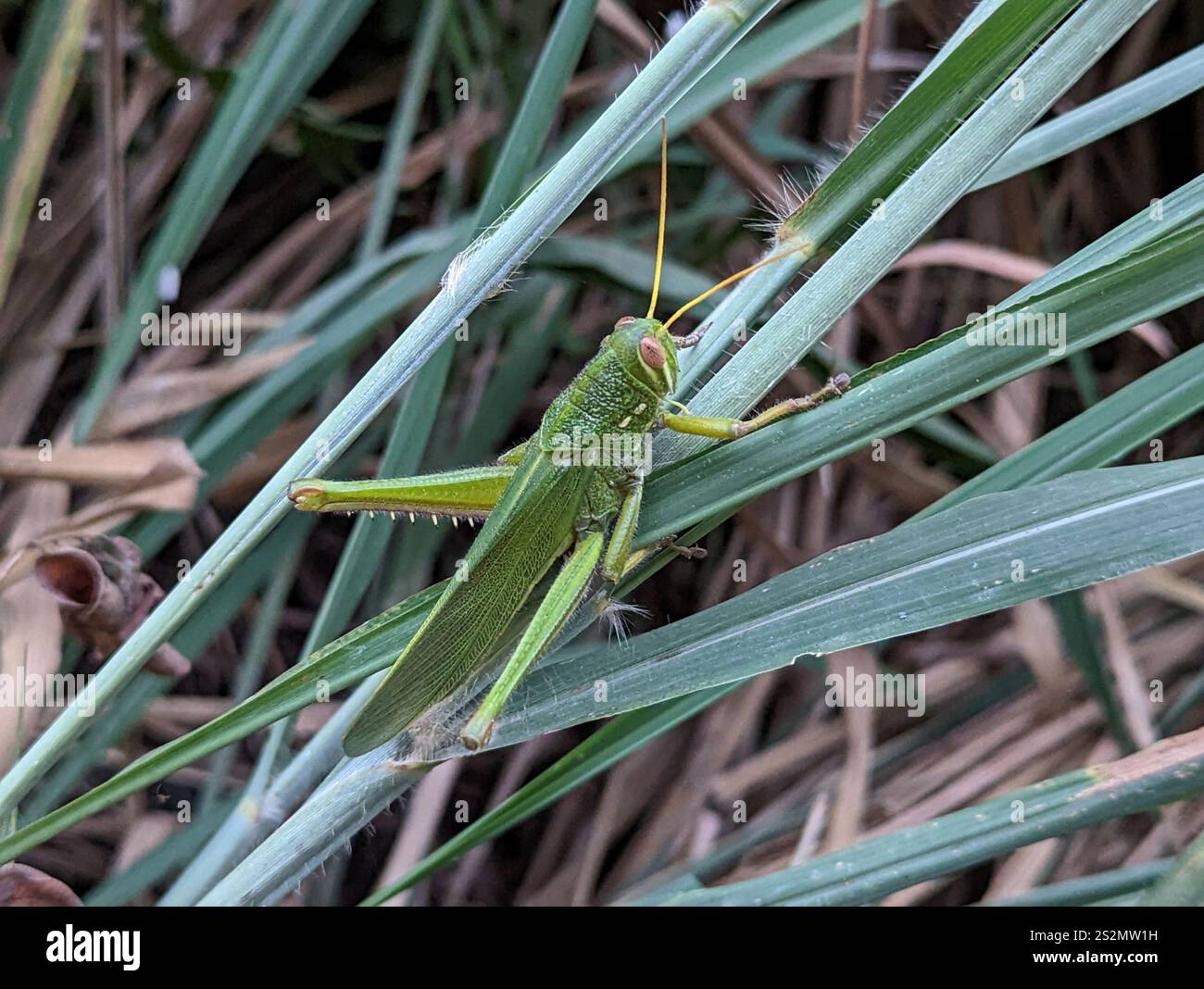 Grande sauterelle verte (Chondracris rosea) Banque D'Images