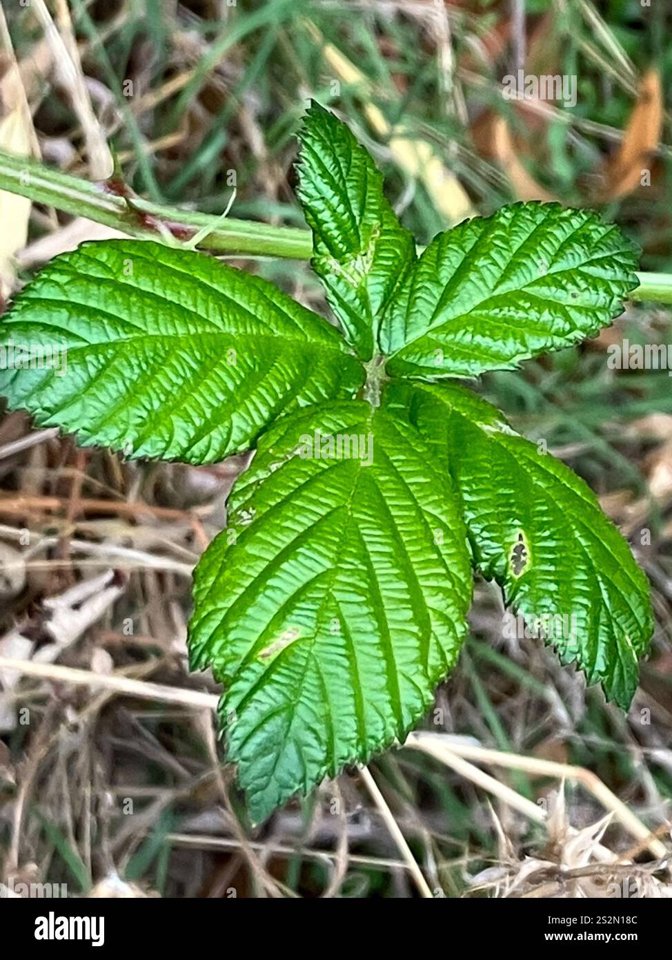 Mûre arménienne (Rubus armeniacus) Banque D'Images