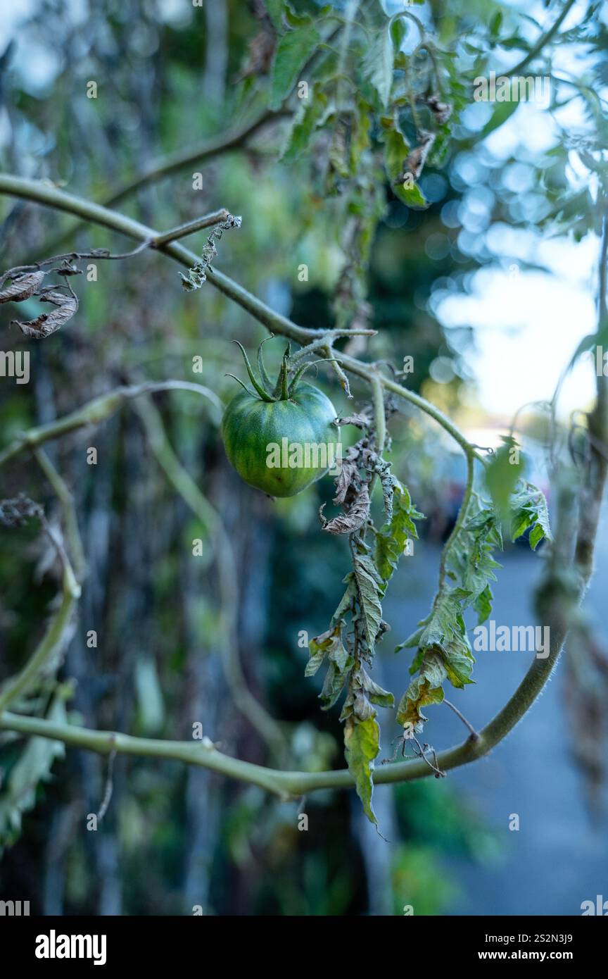 Tomate poussant dans le jardin. Phytophthora Banque D'Images