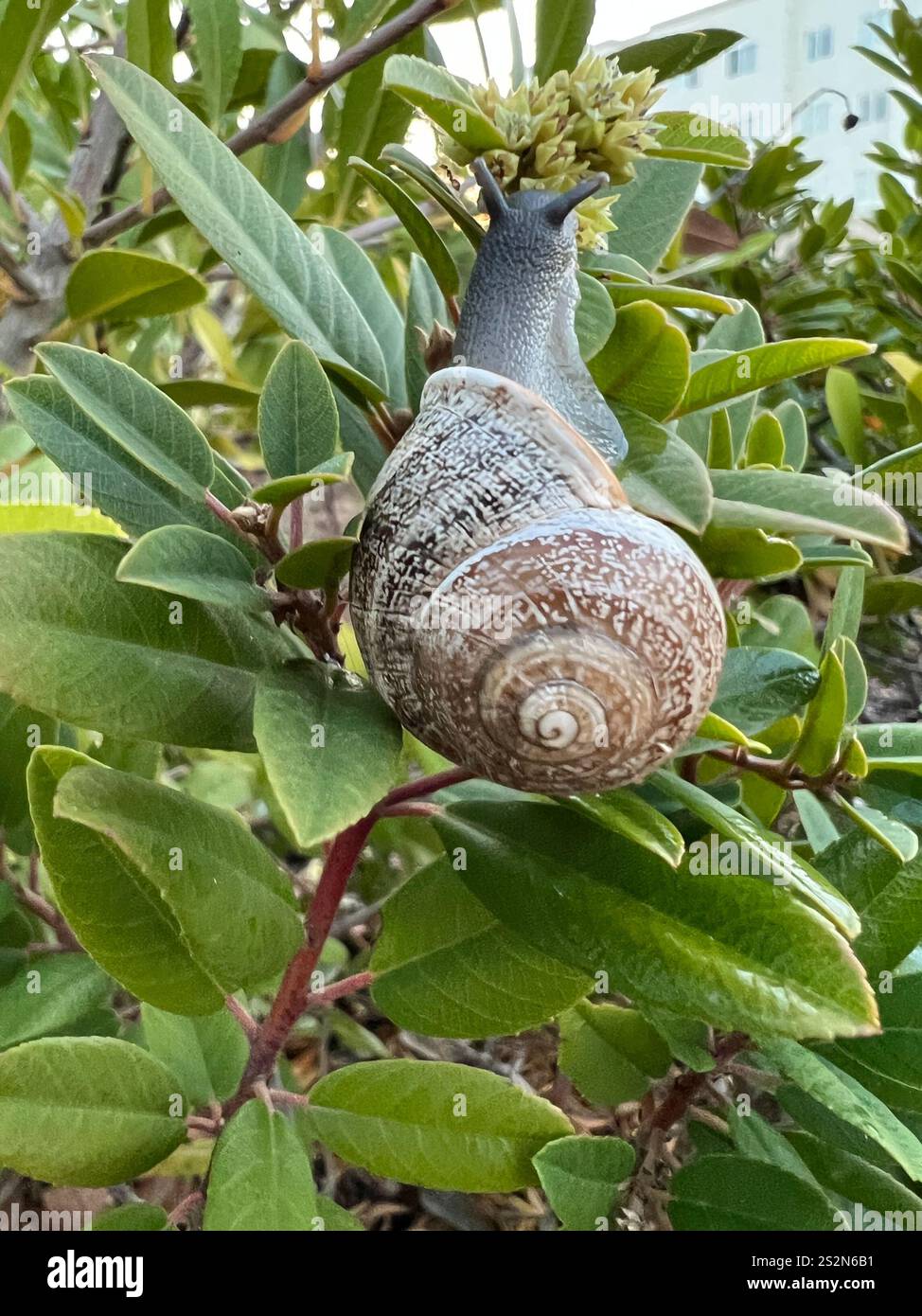 Escargot de lait (Otala Lactea) Banque D'Images