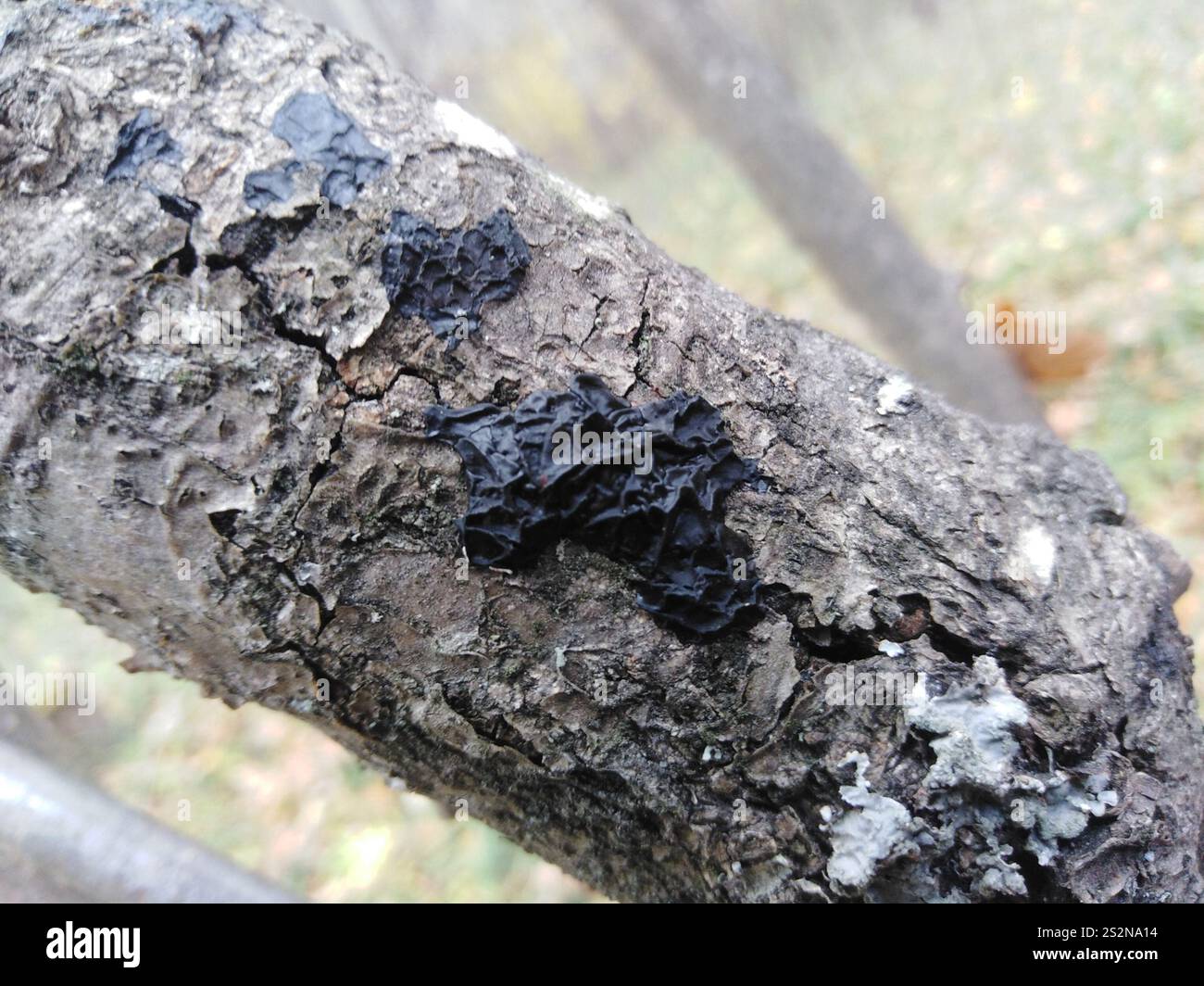 Beurre de Warlock (Exidia nigricans) Banque D'Images