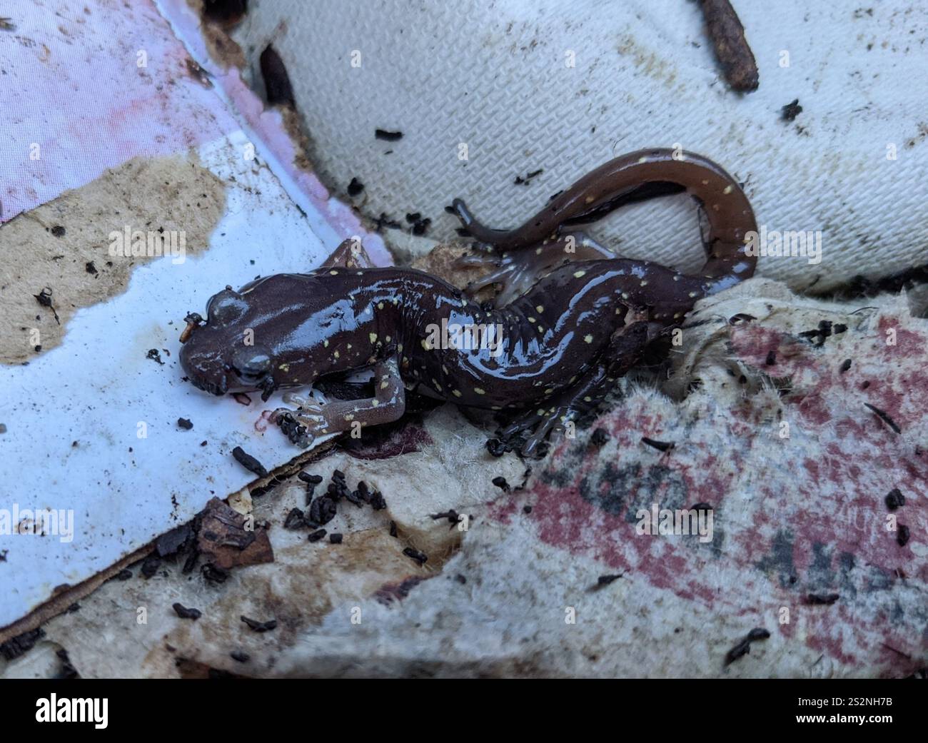 Salamandre arboricole (Aneides lugubris) Banque D'Images