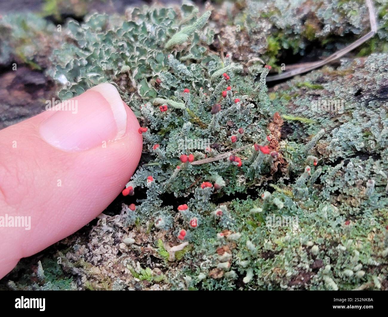 Soldats jouets (Cladonia bellidiflora) Banque D'Images