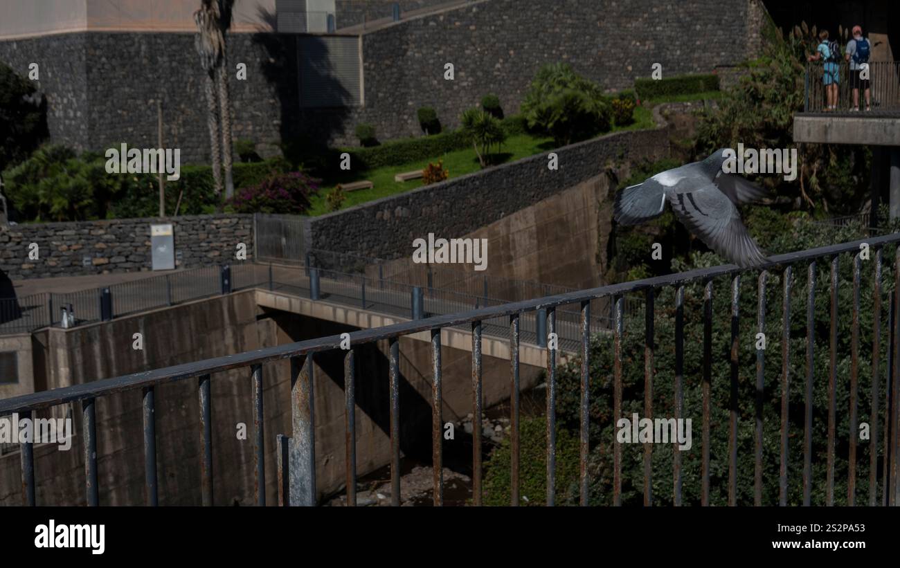 Un pigeon capturé à mi-vol au-dessus d'un parc urbain moderne avec des structures en béton, des garde-corps en métal et de la verdure paysagée, avec des gens observant depuis un Banque D'Images