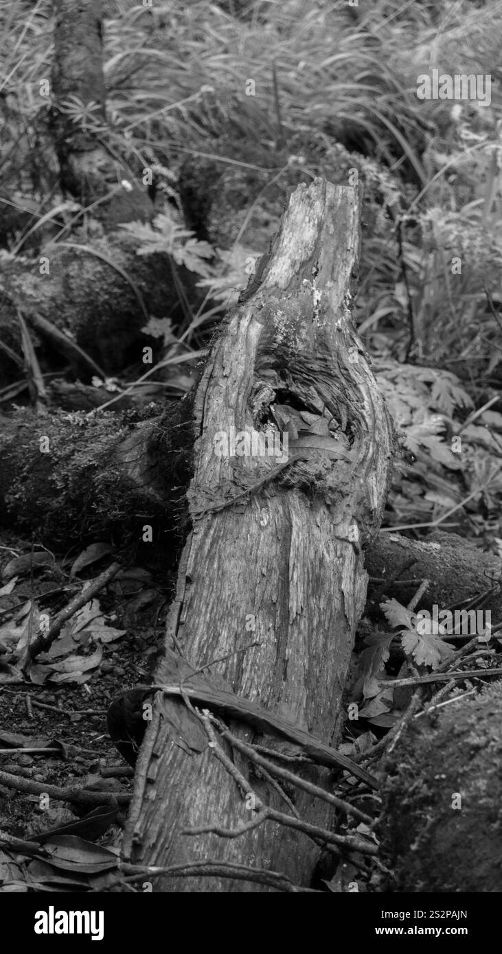 Gros plan noir et blanc d'un tronc d'arbre délabré reposant sur le sol forestier, entouré de feuilles et d'une végétation dense, mettant l'accent sur les textures naturelles. Banque D'Images